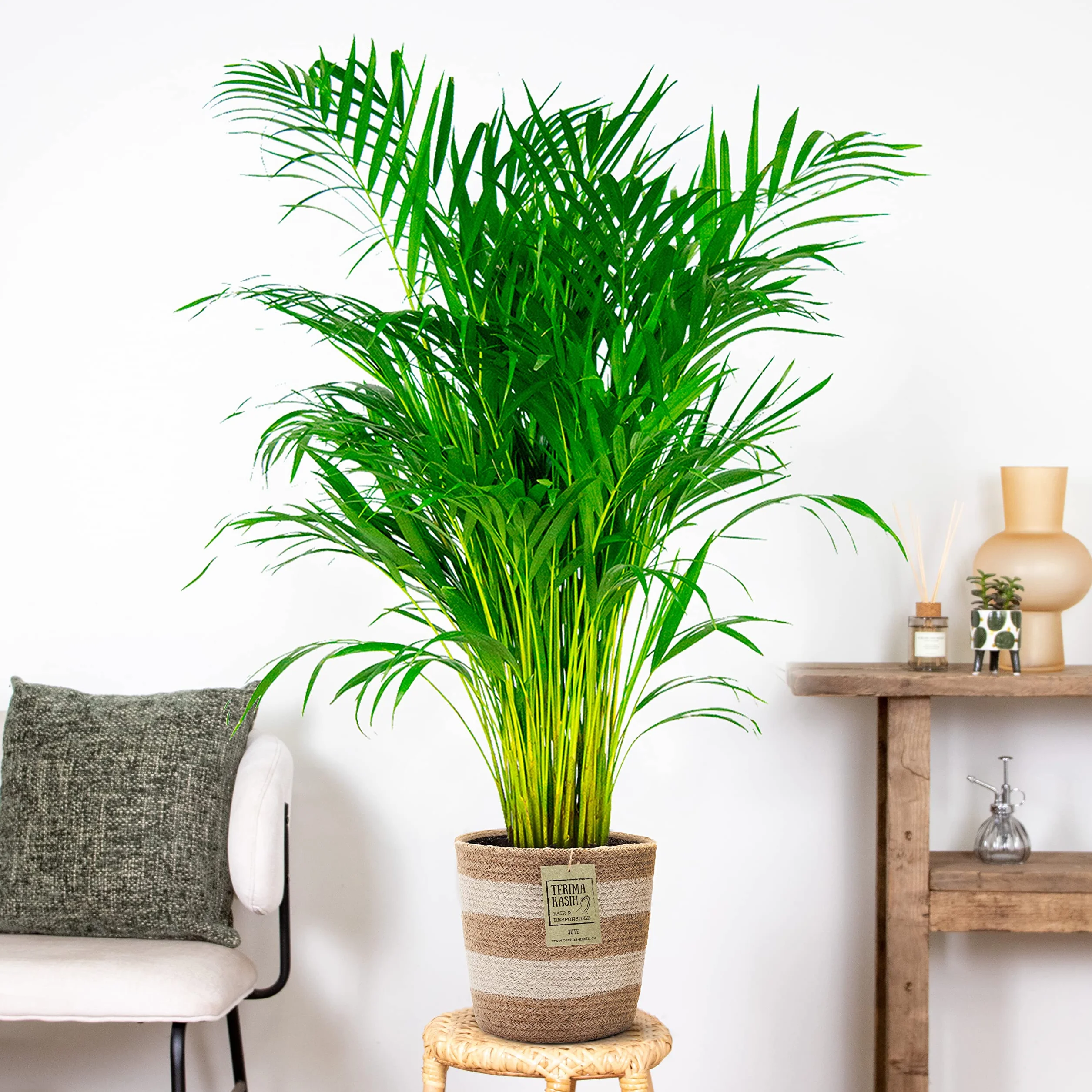 Dypsis Lutescens Palmier Areca Plante d'intérieur Dépolluante Hauteur 100-110 cm Panier en jute 21 cm