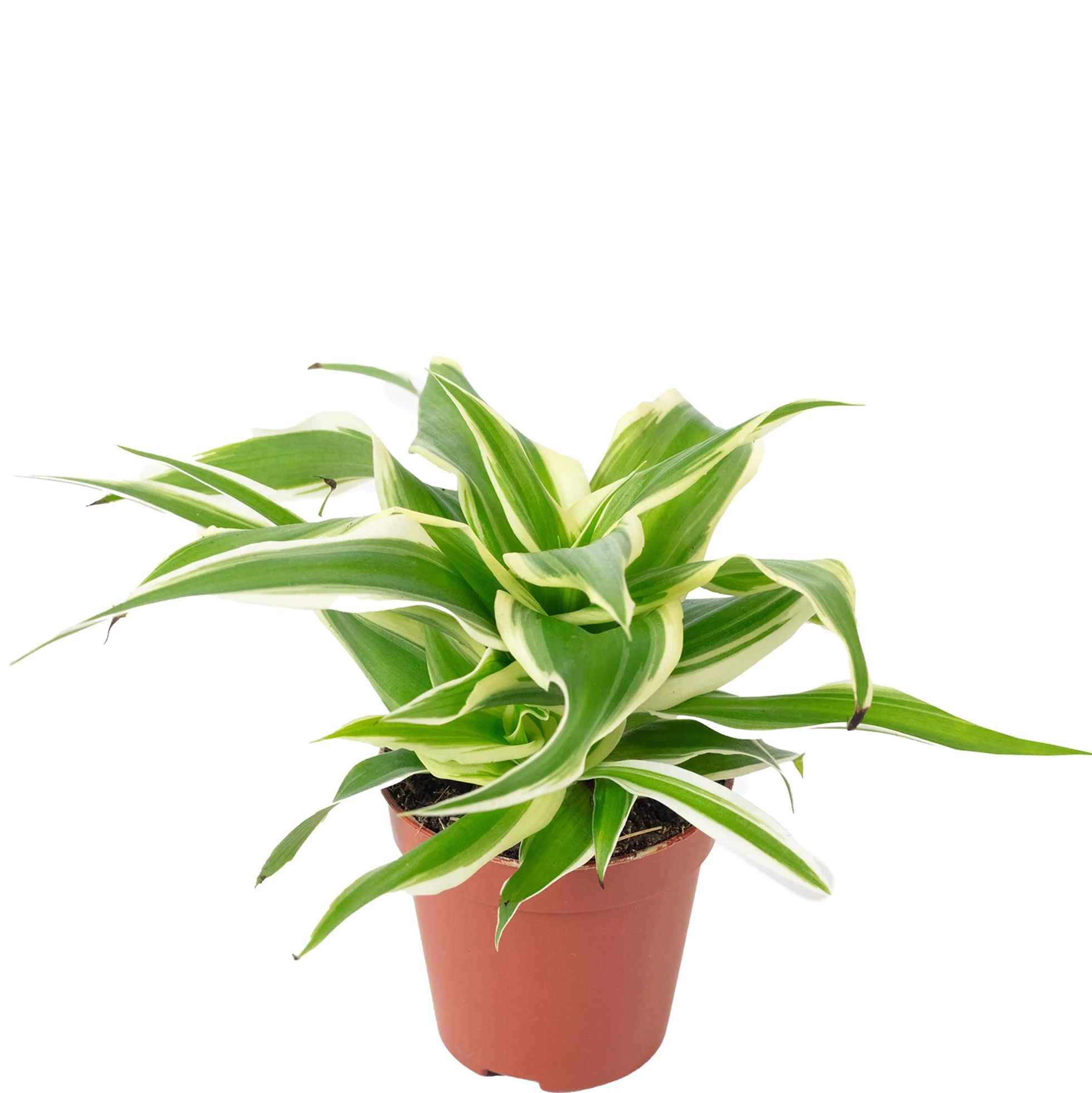 Chlorophytum Ocean Lys vert Smit Bambino Plante d'intérieur Hauteur 15 cm Pot 5,5 cm