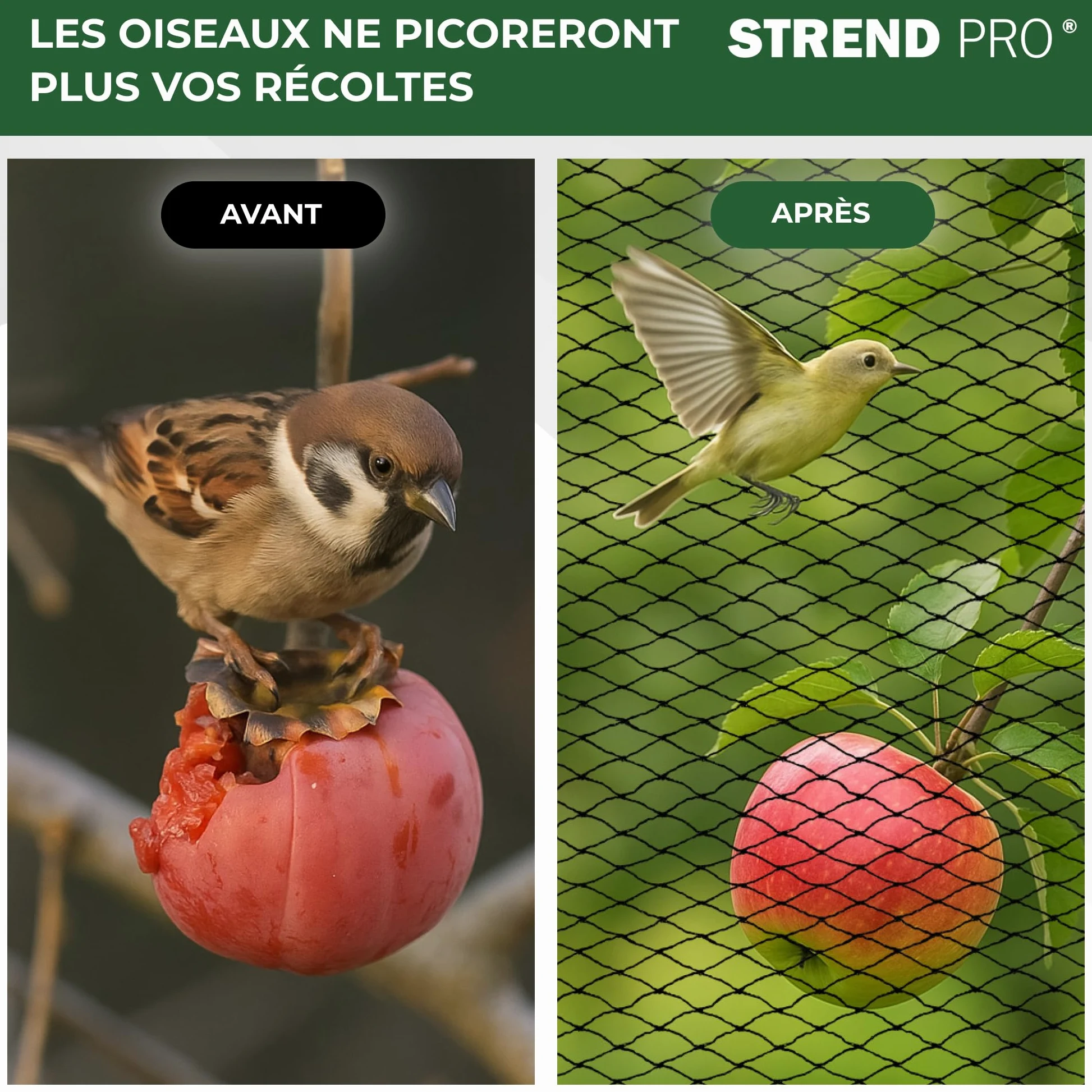 STREND PRO Filet Anti-Oiseaux 12mx25m 25x25mm À Mailles Fines | Protection Étang | Protection Fruits Et Potager | Filet De Jardin | Protection des Plantes | Protection Vigne Et Baies | PE