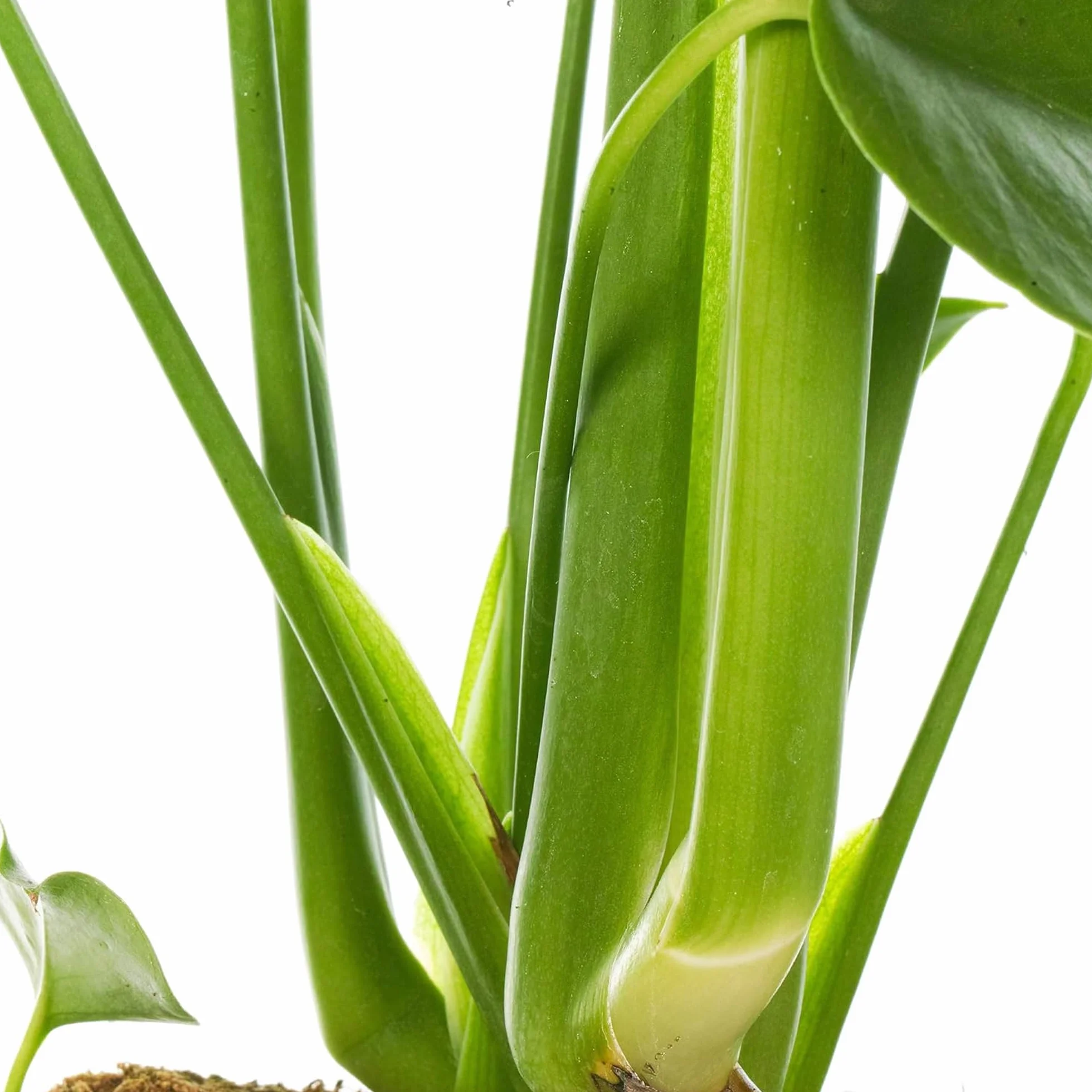 Monstera Deliciosa plante d'intérieur arbuste persistant en pot