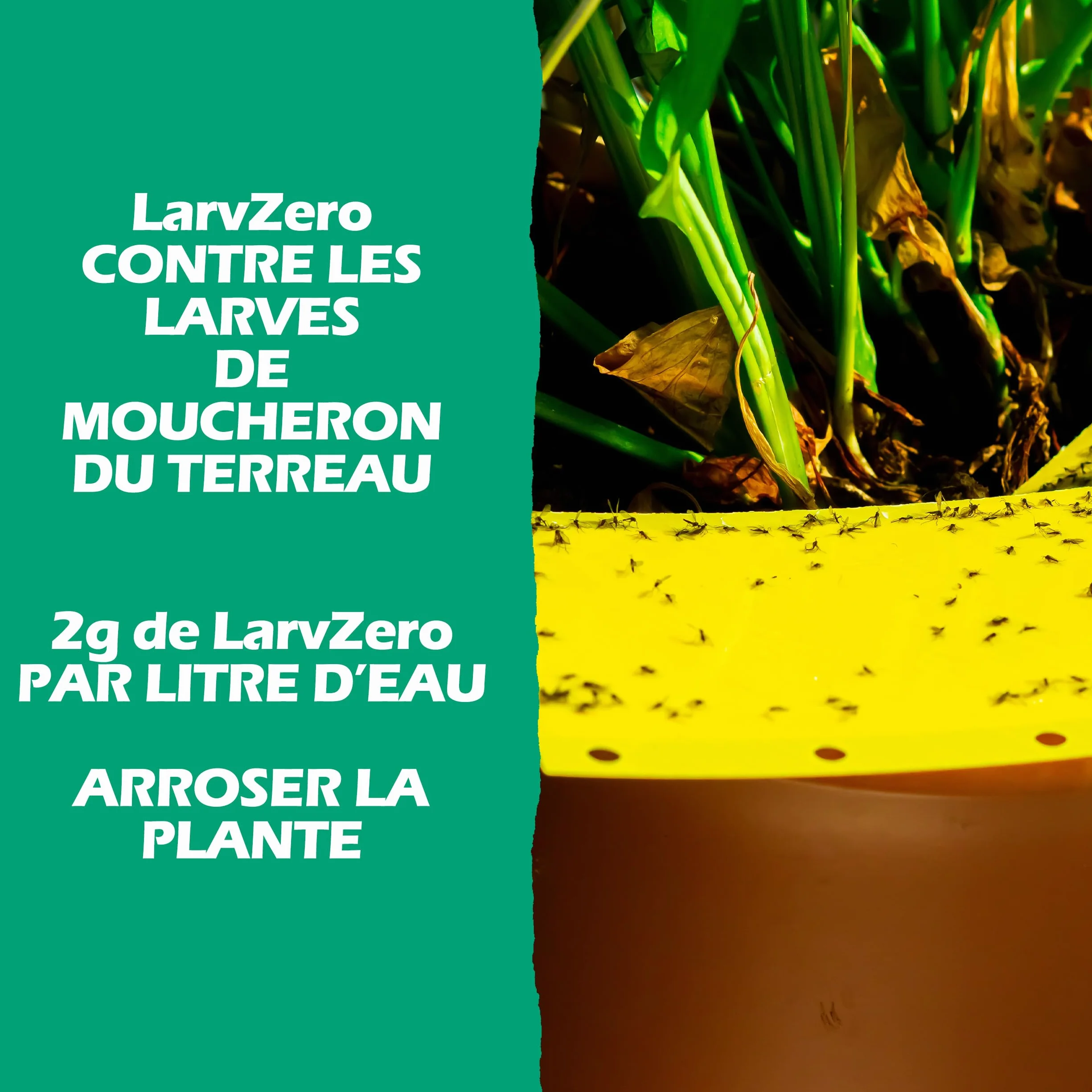 BLAM LarvZero BTI 100g – Larvicide naturel contre les mouches du terreau (Sciaridae) – Bacillus Thuringiensis Israelensis concentré pour 50L de solution