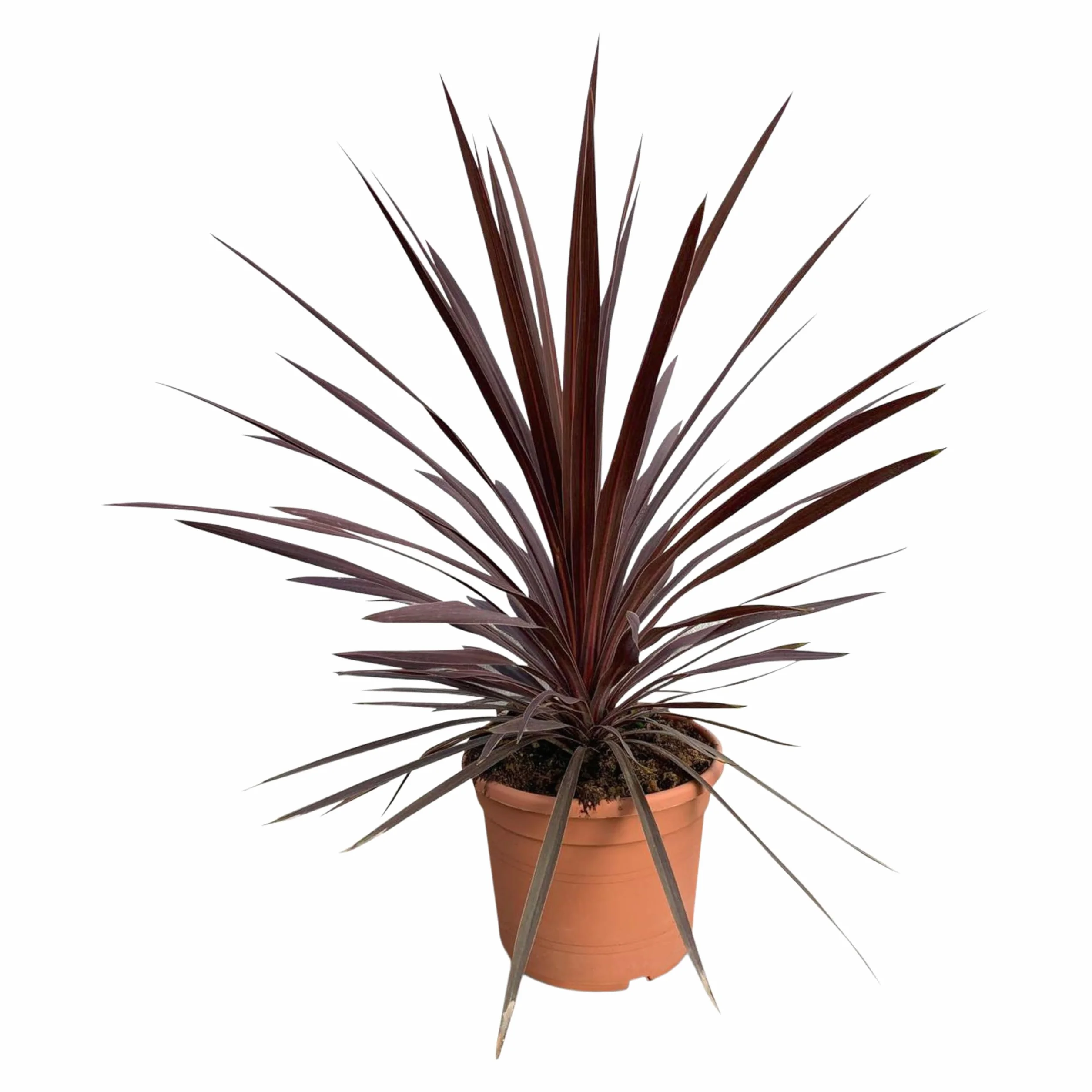 Cordyline australis Red Star Lys géant 100 cm pot 10 l plante de jardin rustique intérieur extérieur