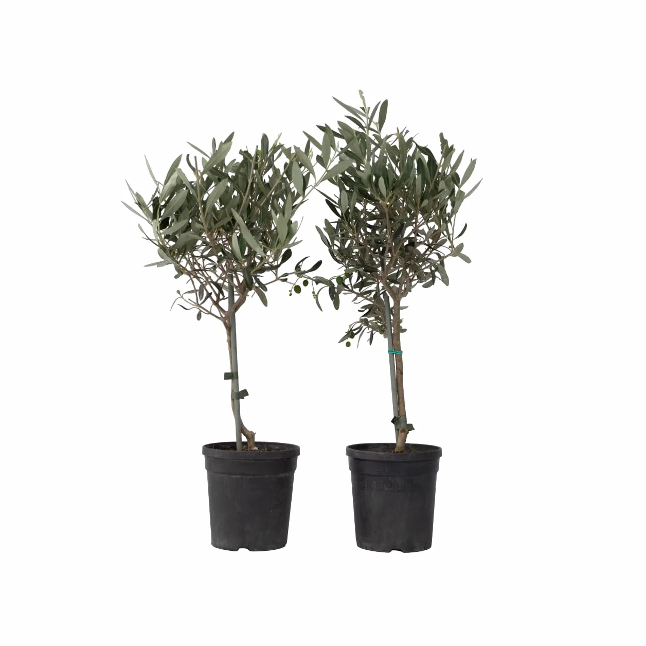 Olea Europaea Olivier exterieur Set de 2 Pot 14cm Hauteur 50-60cm