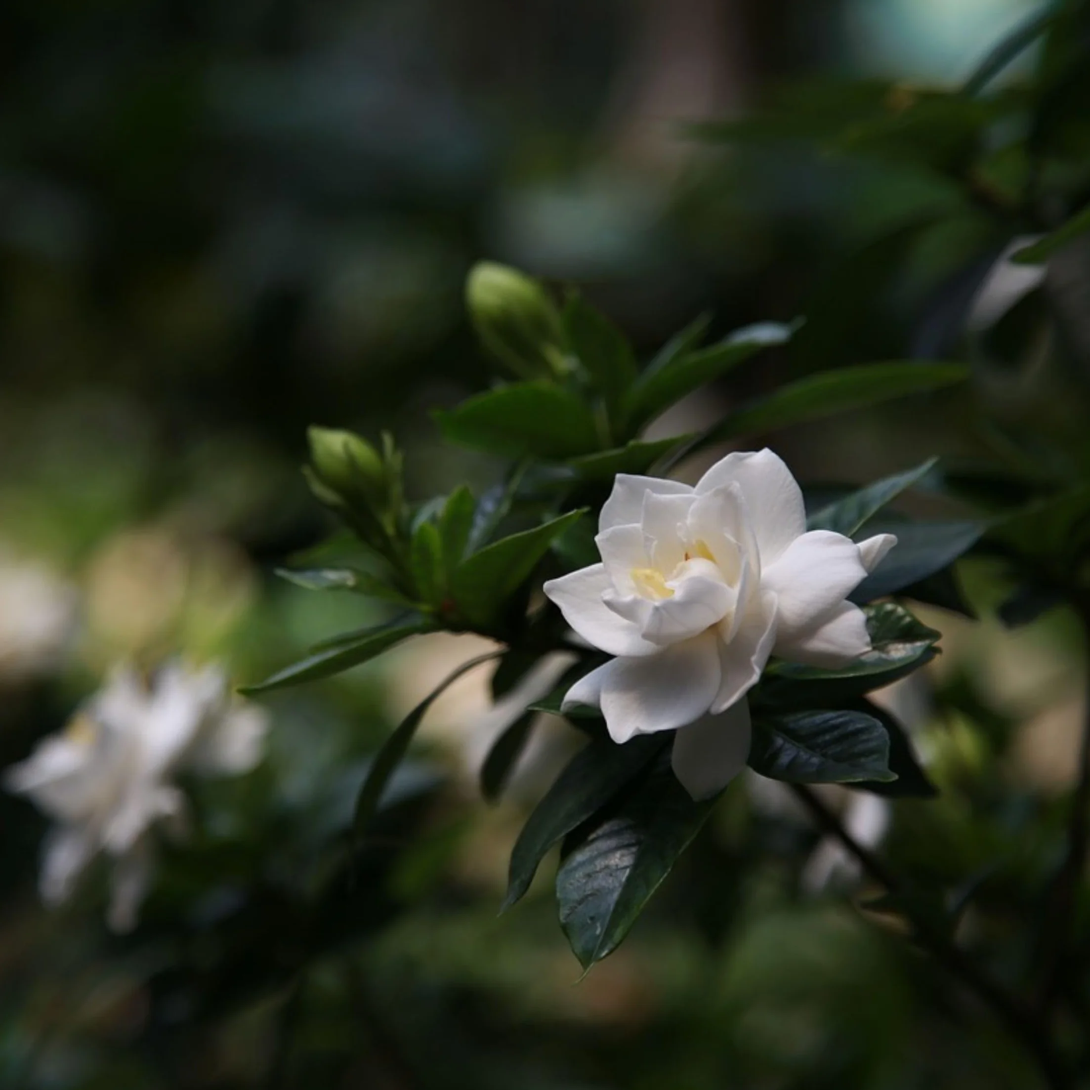 Gardenia Jasminoides Set de 2 Plantes d'intérieur Pot 13cm Hauteur 20-30cm