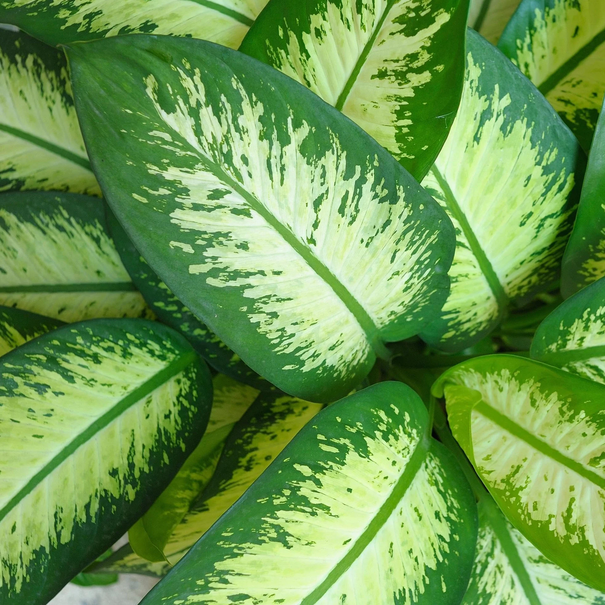 Dieffenbachia Tropic Snow Plante d'intérieur Panaché Pot 21cm Hauteur 90-100cm