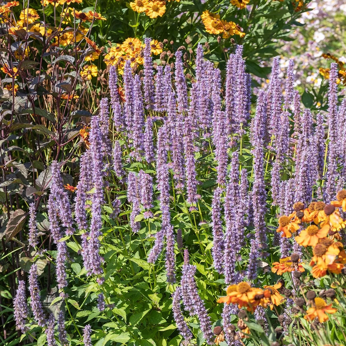 Agastache Blue Fortune Lot de 6 - Vivace Rustique - Pot 9 cm - Hauteur 10-20 cm