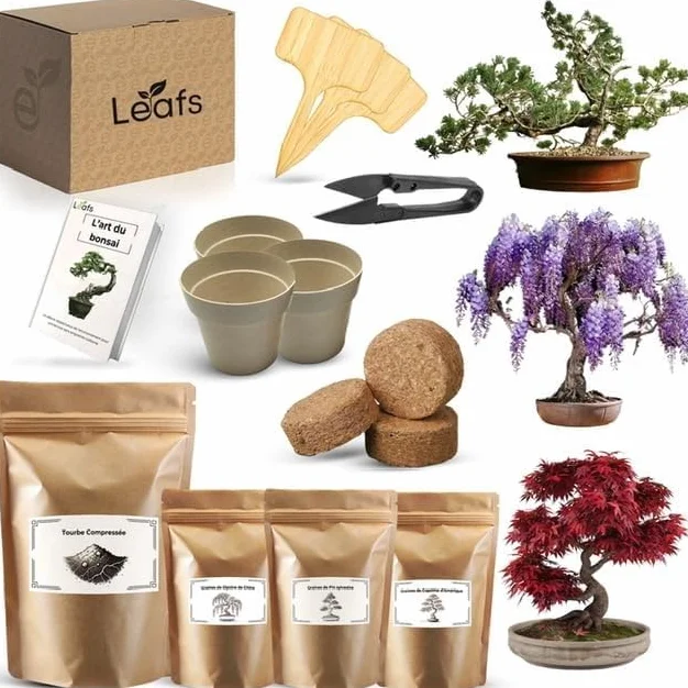 Kit Bonsai Plantation Coffret Cadeau Original Homme Femme Graines Glysines Pin Copalme Plantes Intérieur Extérieur