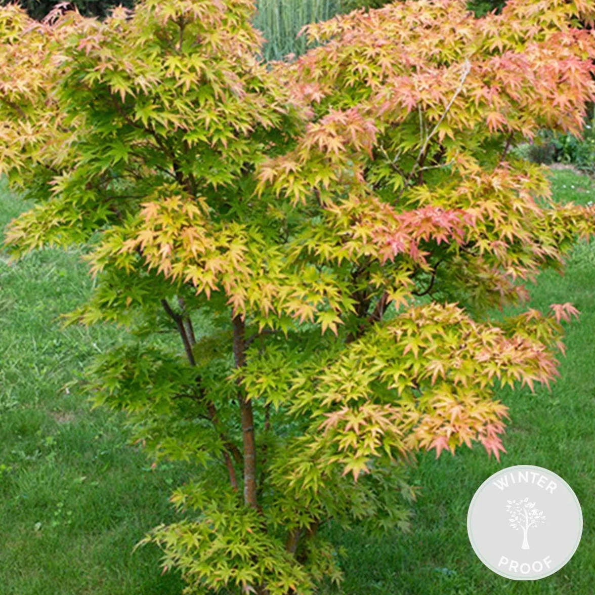 Acer palmatum 'Orange Dream' Érable du Japon Feuillage orange Hauteur 20-30 cm Pot 10,5 cm