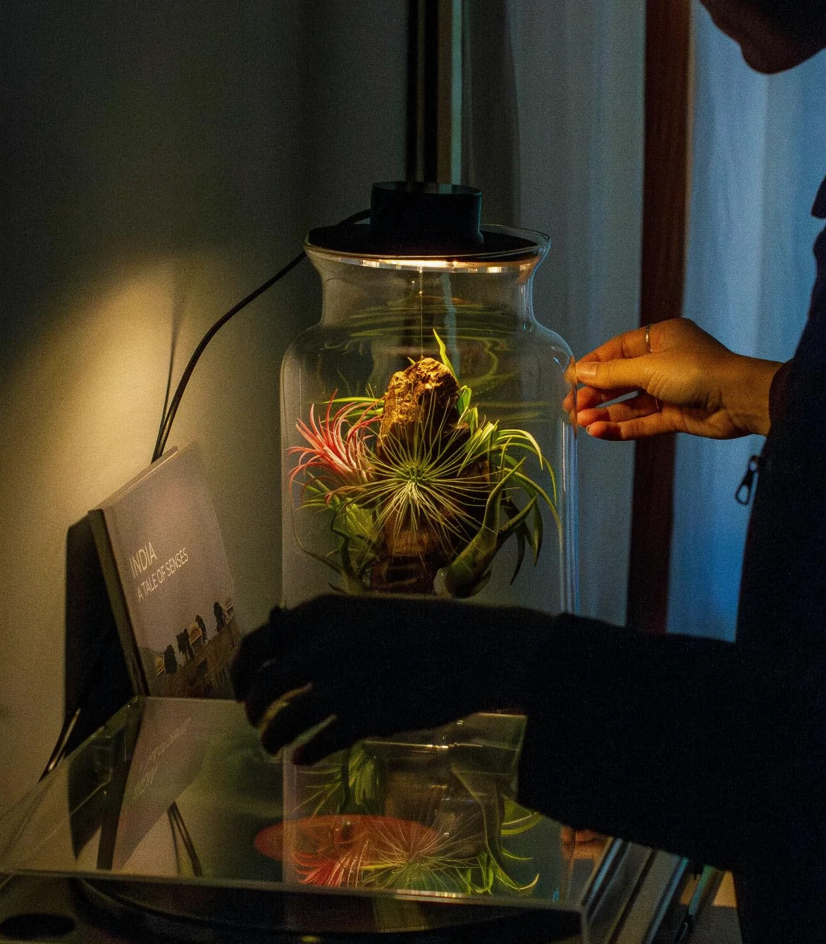 Jardin en Bouteille Eter - Terrarium Plantes en Verre Transparent Couvercle avec Spot LED | Kit Jardin en Bouteille All Inclusive Plantes D'air Naturelles à Rice d'Olivier