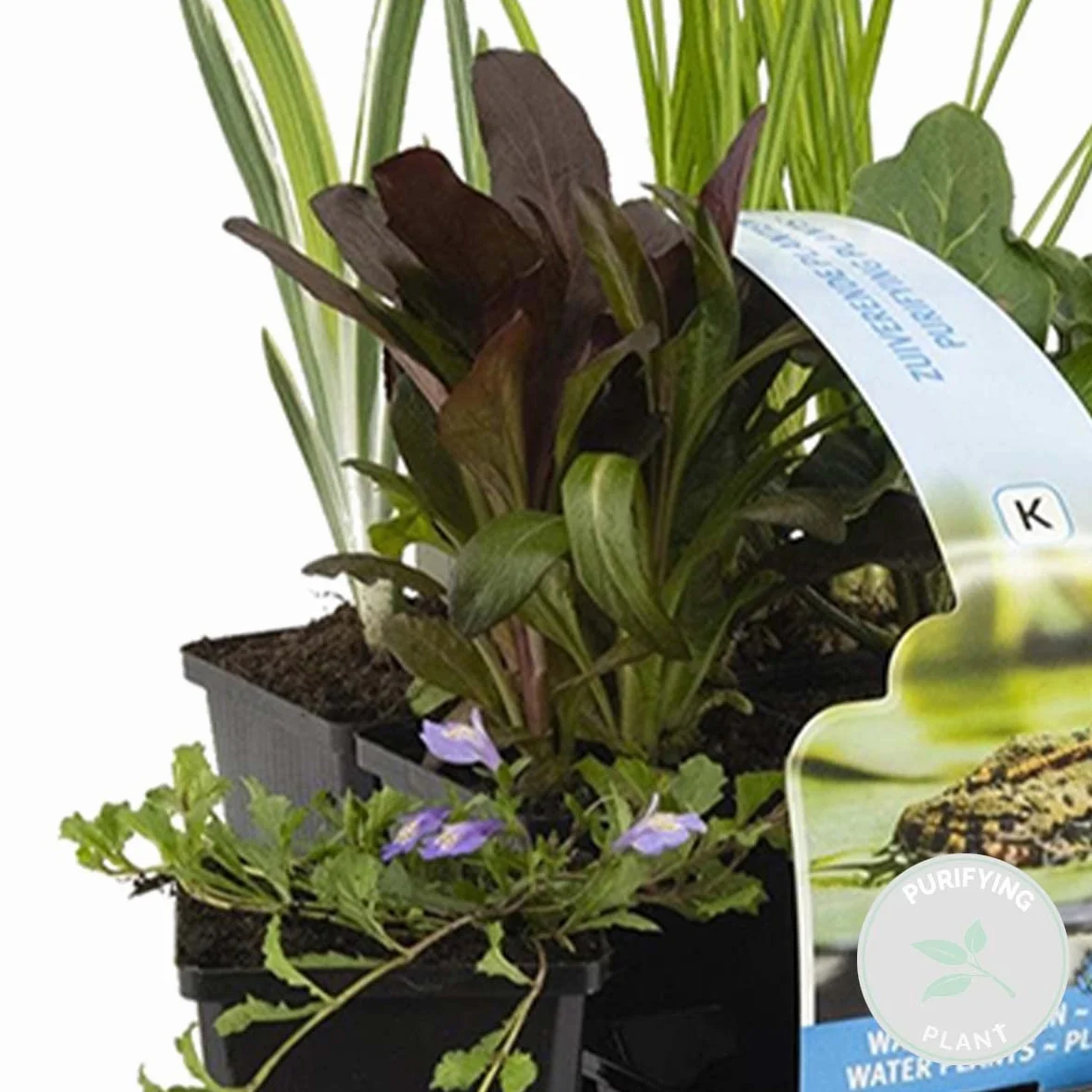 Bloomique Lot de 6 Plantes de bassin purifiantes Acorus Carex Hippuris Iris Sparganium Typha Zone 1 2 Hauteur 15-25 cm Pot 9 cm