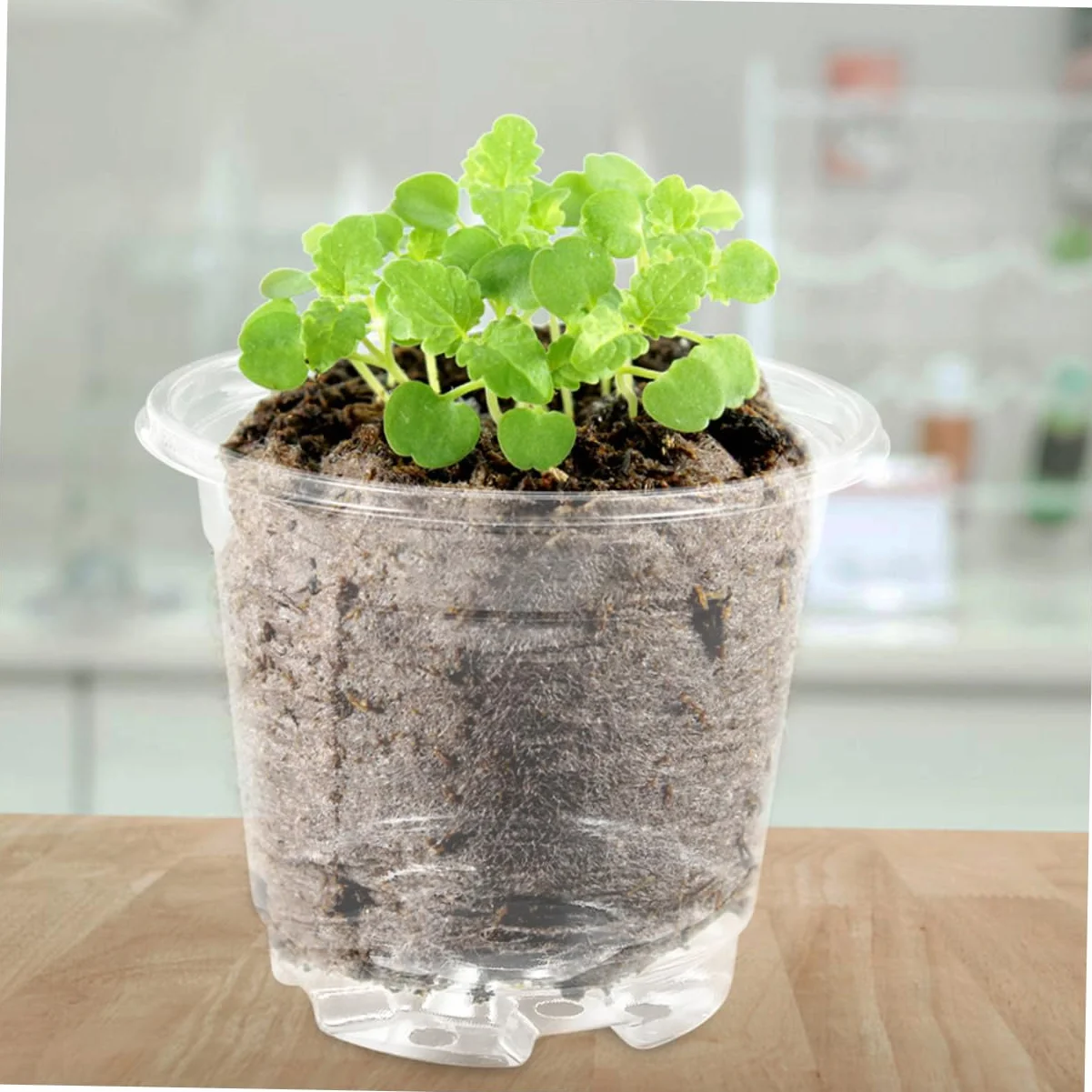 TOYANDONA Lot de 10 Sets de Petits Pots de Fleurs avec Couvercle Trous de Drainage Ajustement Température Humidité Jardinage Intérieur Extérieur