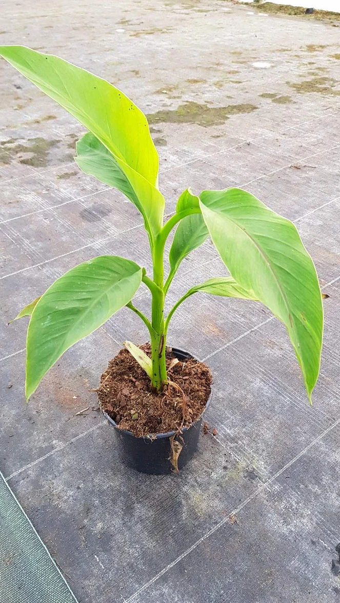 Musa basjoo Bananier du Japon 2-2.9 litres