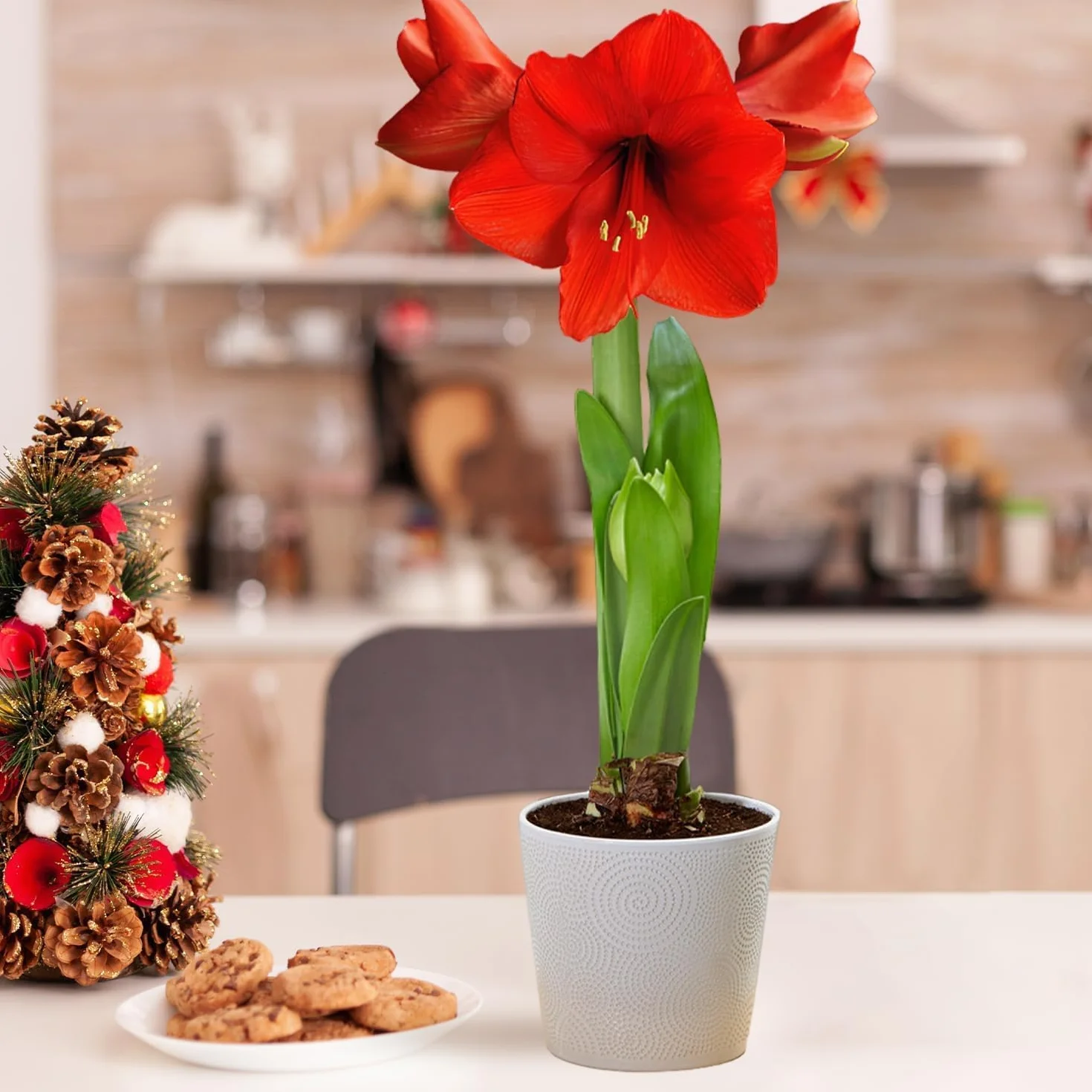 Amaryllis Bulbe Red Passion - Hippeastrum - 1 pièce - Bulbes à fleurs grand format 26/30 - Naturelle plantes de Hollande