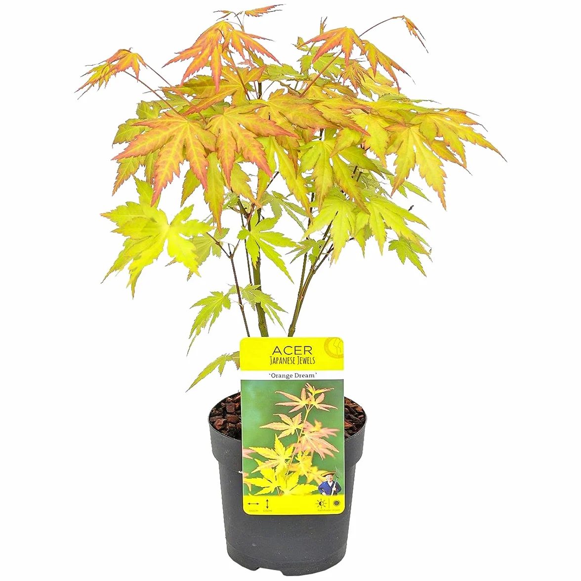 Acer palmatum 'Orange Dream' Érable du Japon Feuillage orange Hauteur 20-30 cm Pot 10,5 cm