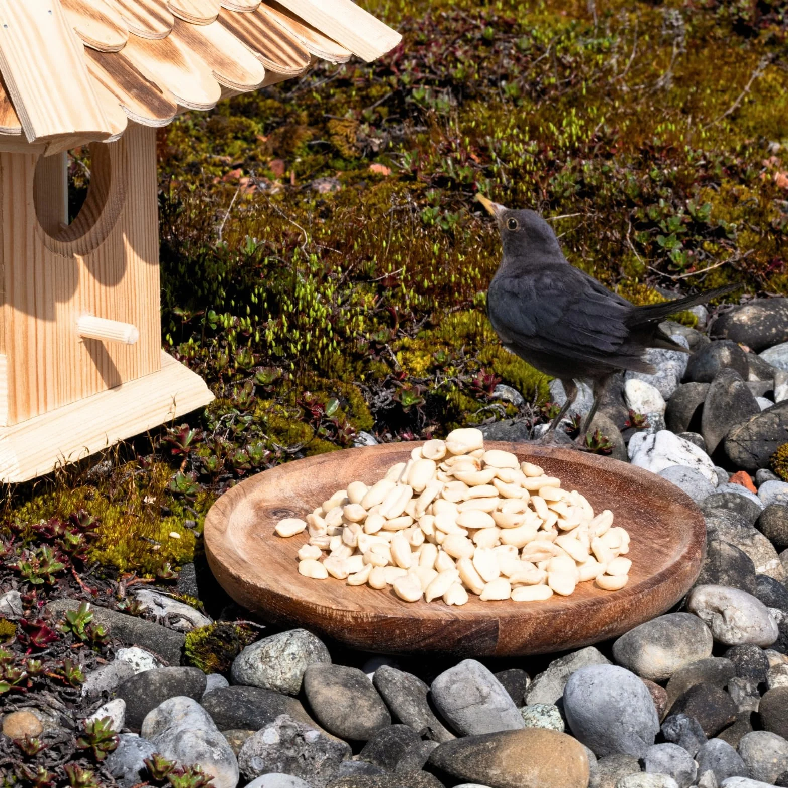 Graines de cacahuètes Demi-blanchies 25 kg Nourriture pour Oiseaux Sauvages sans Coque Source d'énergie