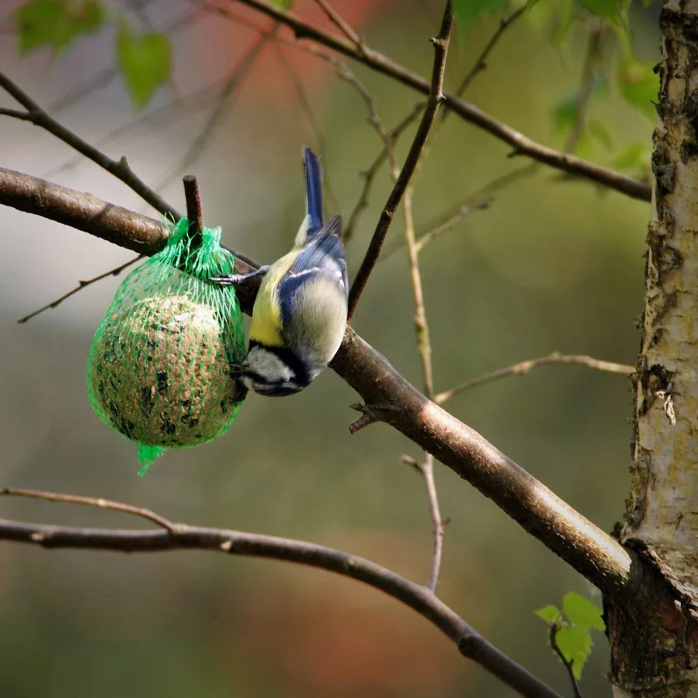 Boules de graisse pour oiseaux sauvages 200 x 90 g avec filet