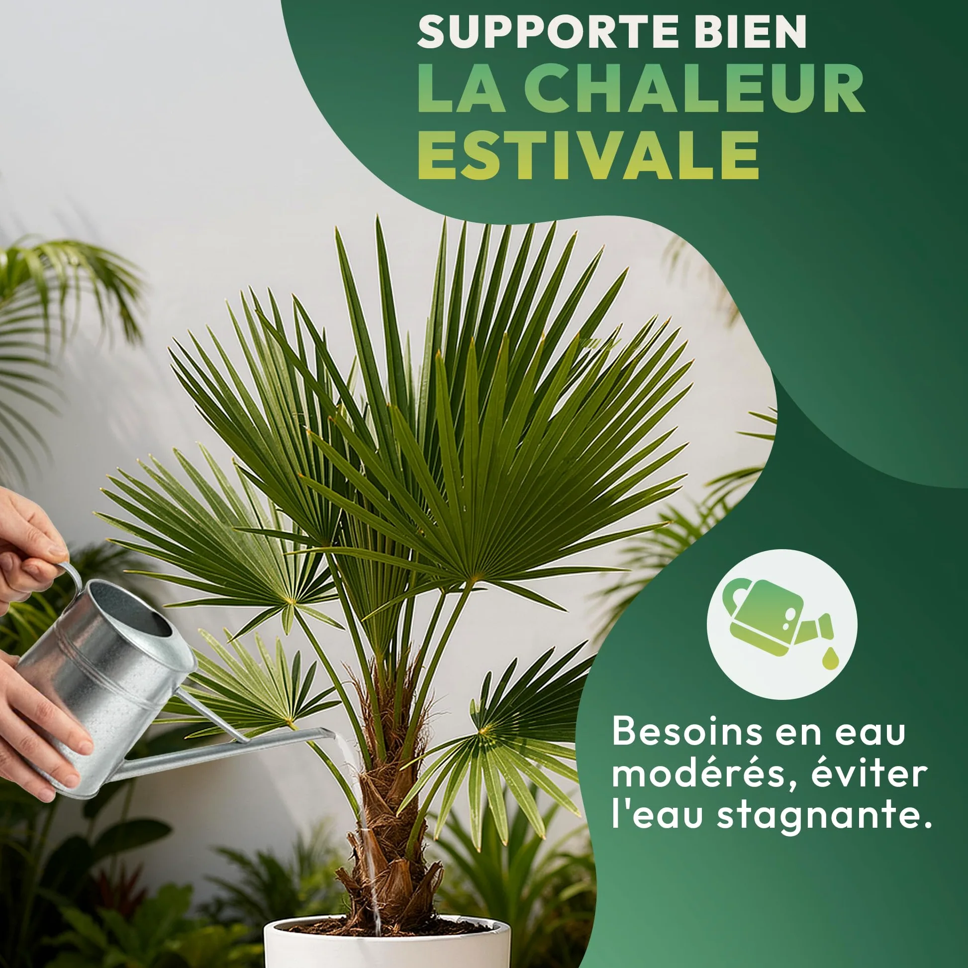 Palmier Trachycarpus Fortunei 140 cm – Palmier Extérieur Résistant -18°C | Palmier Naturel pour Jardin, Terrasse et Balcon – Plante d'Extérieur en Pot