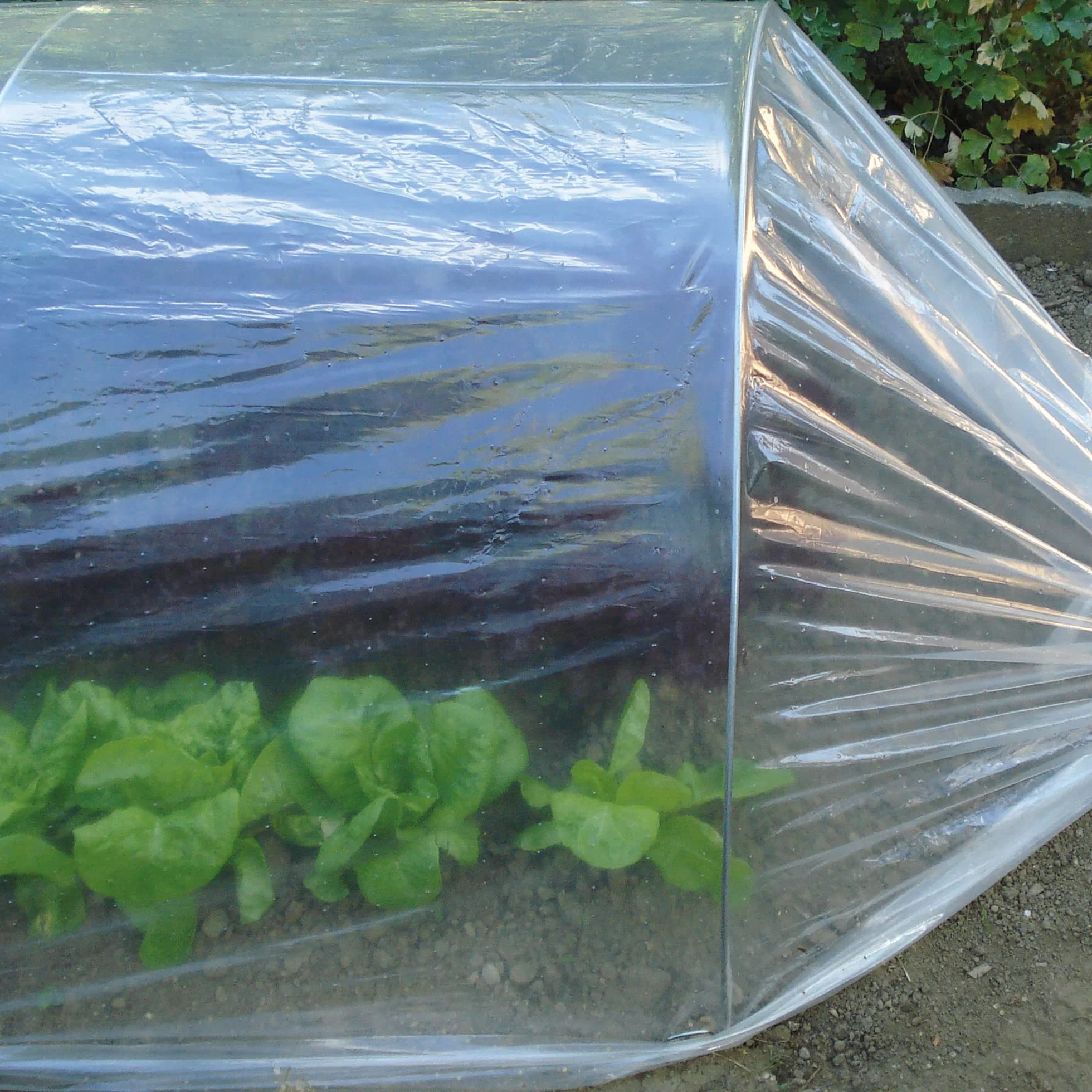 TENAX Dot Film 2,00x10 m Film de Forçage Micro-perforé Transparent Protection Cultures Légumes Plantes Jardin