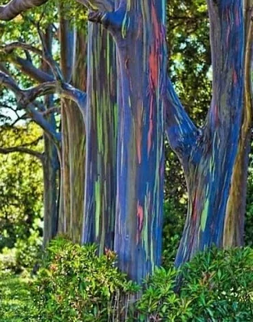 50pcs Eucalyptus deglupta graines d'arbre arc-en-ciel