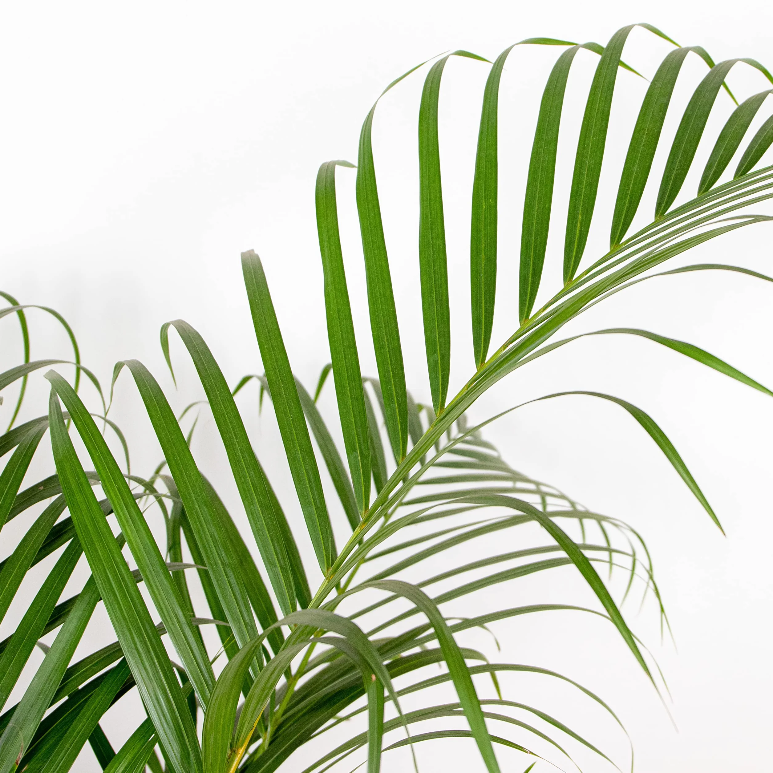 Dypsis Lutescens Palmier Areca Plante d'intérieur Dépolluante Hauteur 100-110 cm Panier en jute 21 cm