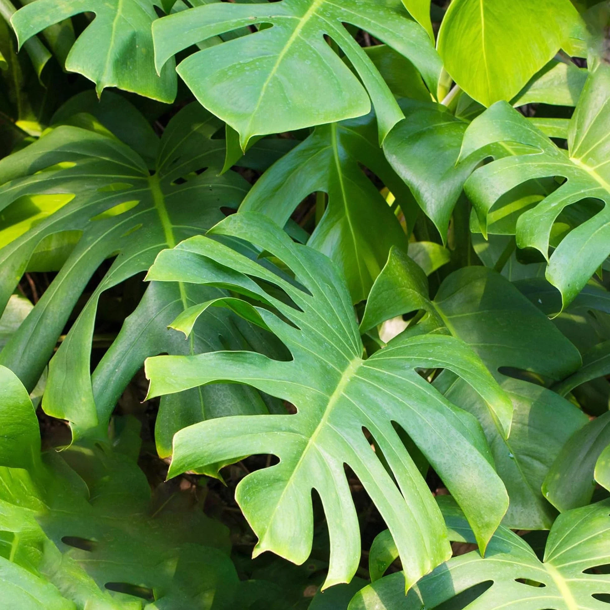 Monstera Deliciosa plante d'intérieur arbuste persistant en pot
