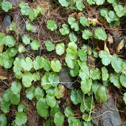 Nasiona Hydrocotyle 30 sztuk świeże