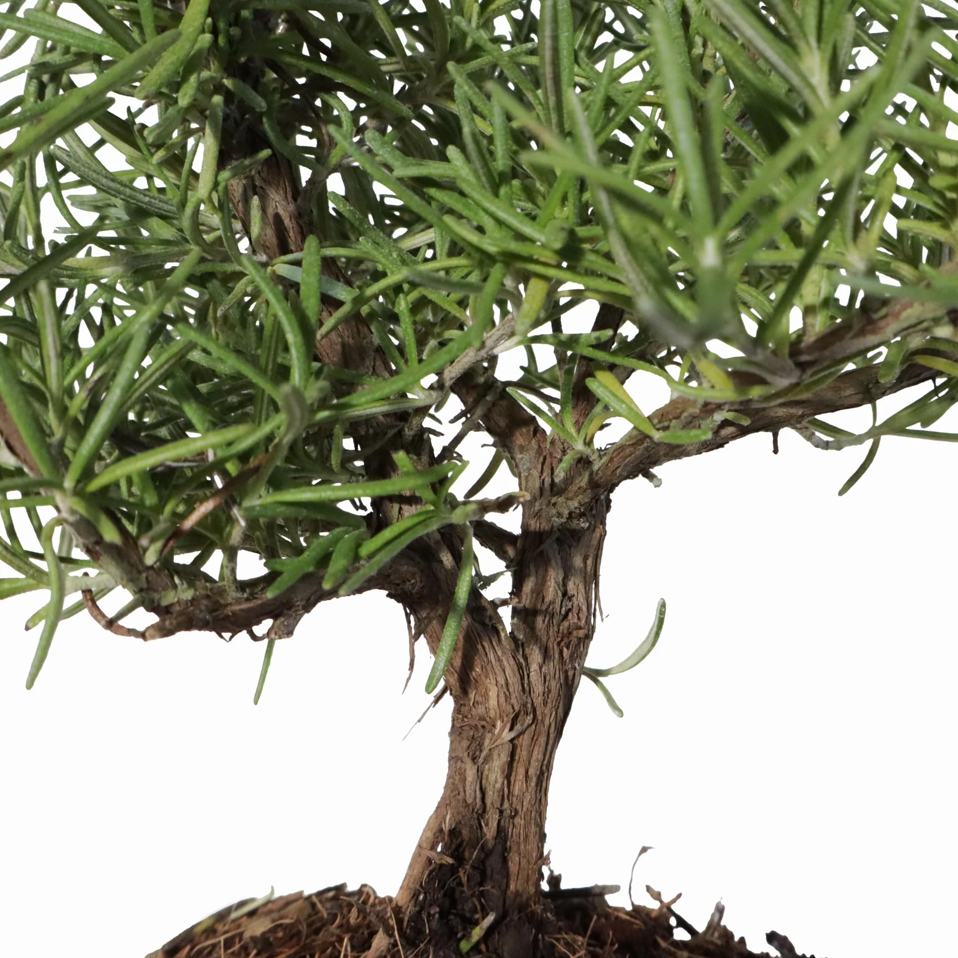 Kentis Bonsaï Romarin Rosmarinus Officinalis Vraie Bonsaï Ornemental d'Extérieur Vraies Plantes Aromatiques H 23-30 cm Pot Ø 19 cm
