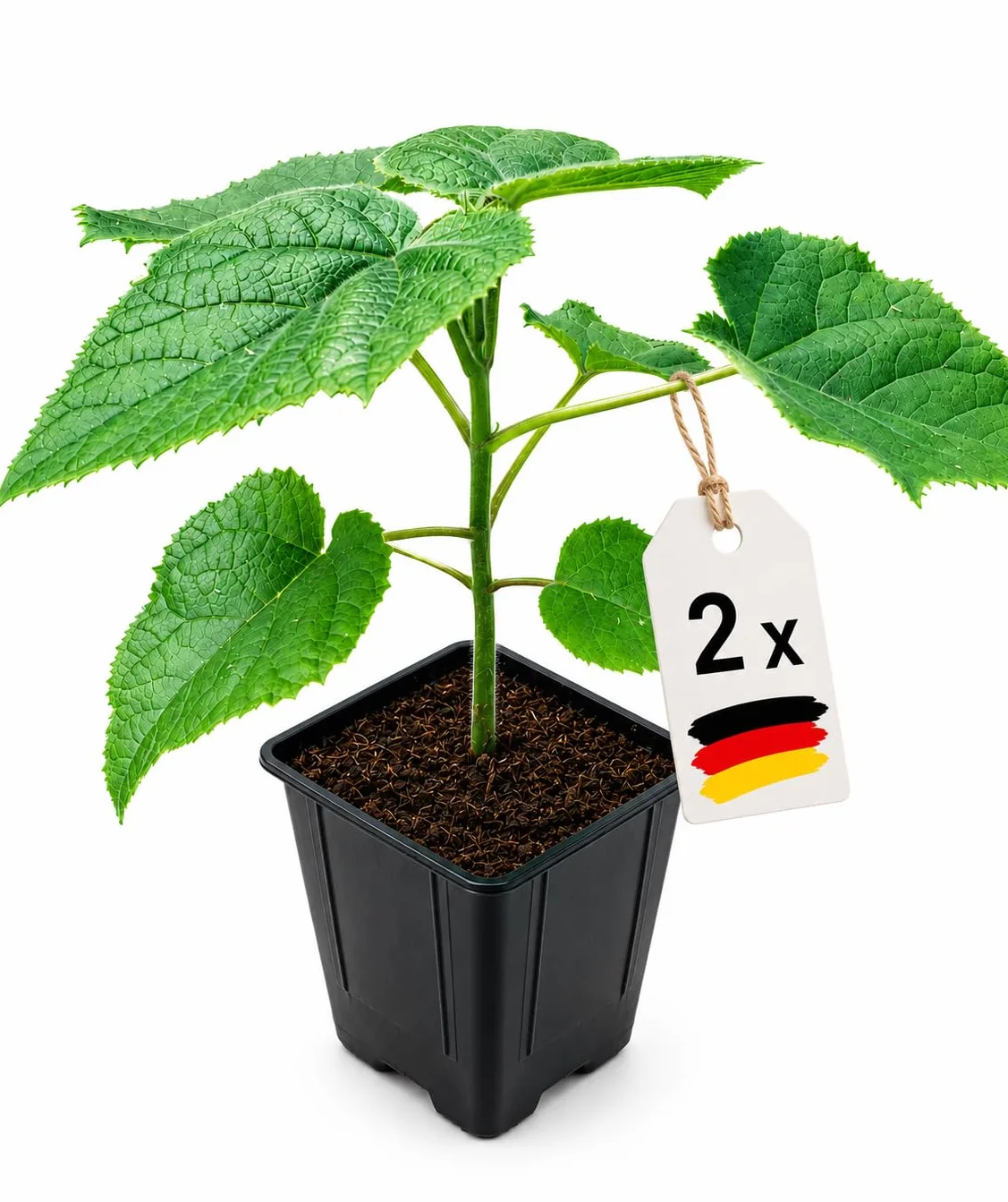 Lot de 2 Arbres Paulownia Turbo Pro à Croissance Rapide - Rustique Ombre
