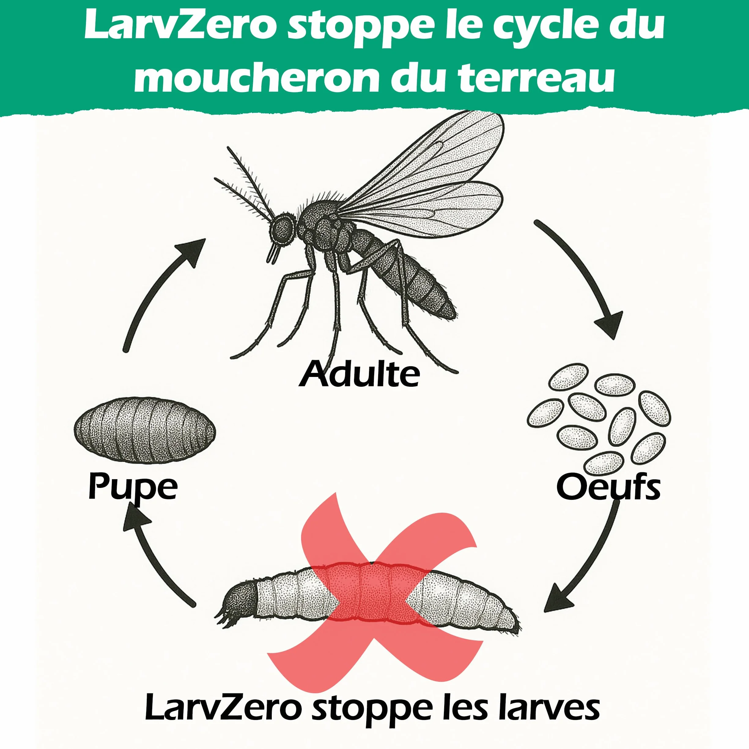BLAM LarvZero BTI 100g – Larvicide naturel contre les mouches du terreau (Sciaridae) – Bacillus Thuringiensis Israelensis concentré pour 50L de solution
