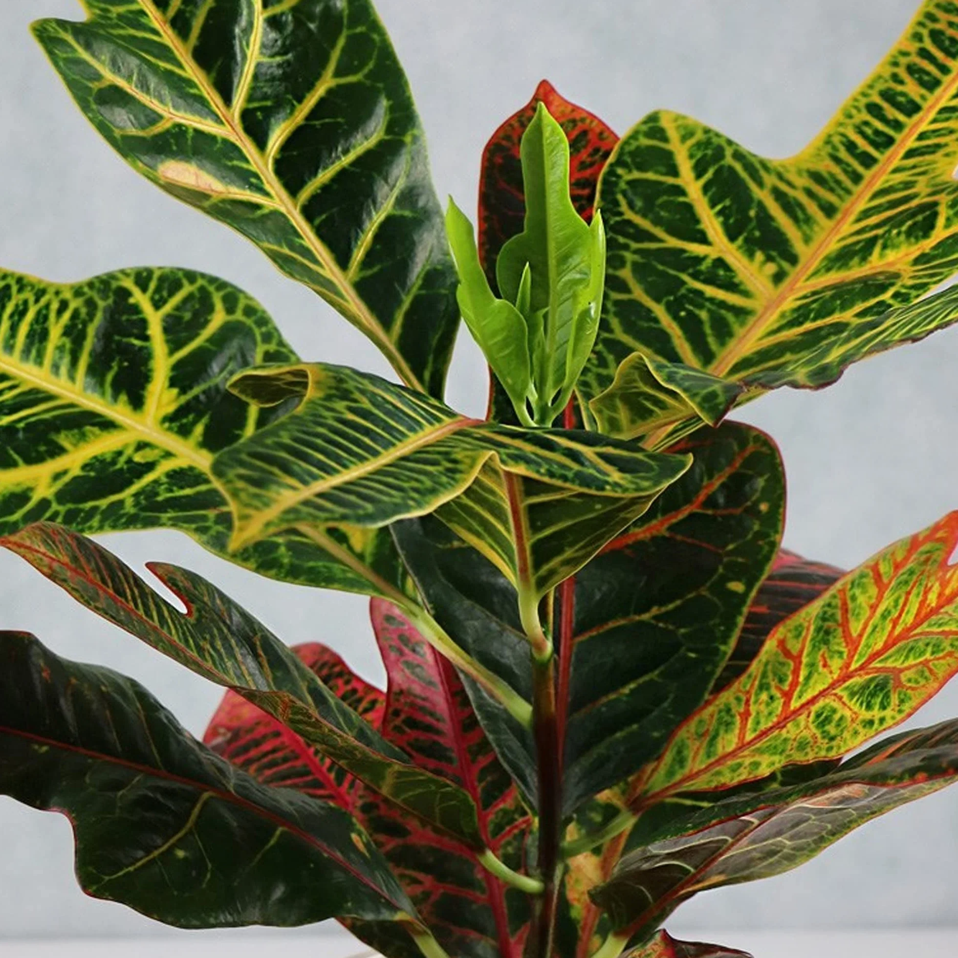 Codiaeum Variegatum Croton Excellent Plante d'intérieur 35-45 cm Pot