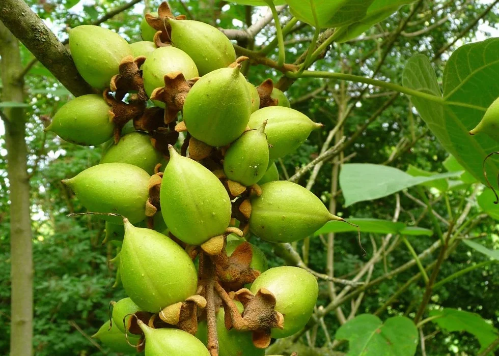 SAFLAX Arbre impérial Paulownia tomentosa 200 graines