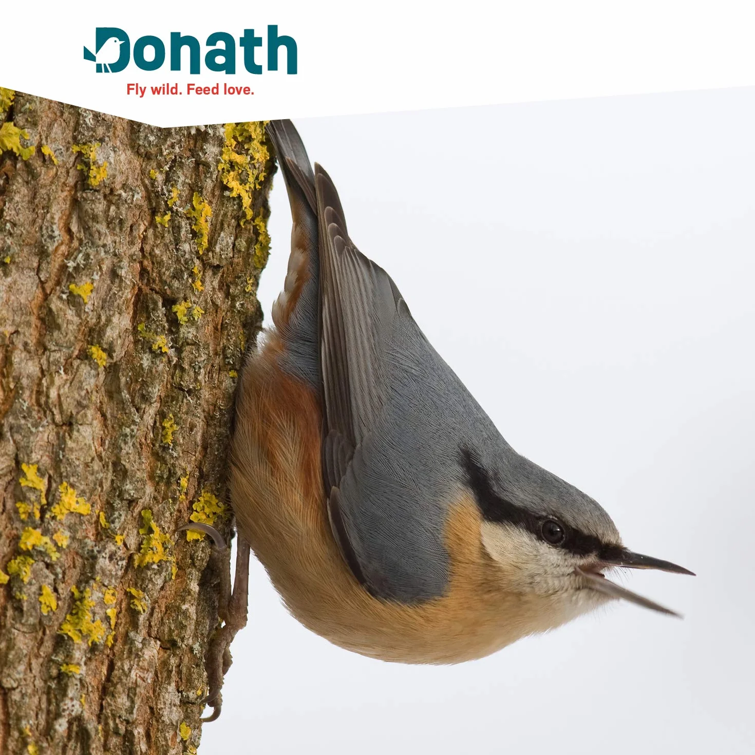 Donath Mix Énergie Oiseaux Sauvages Nourriture 1 kg