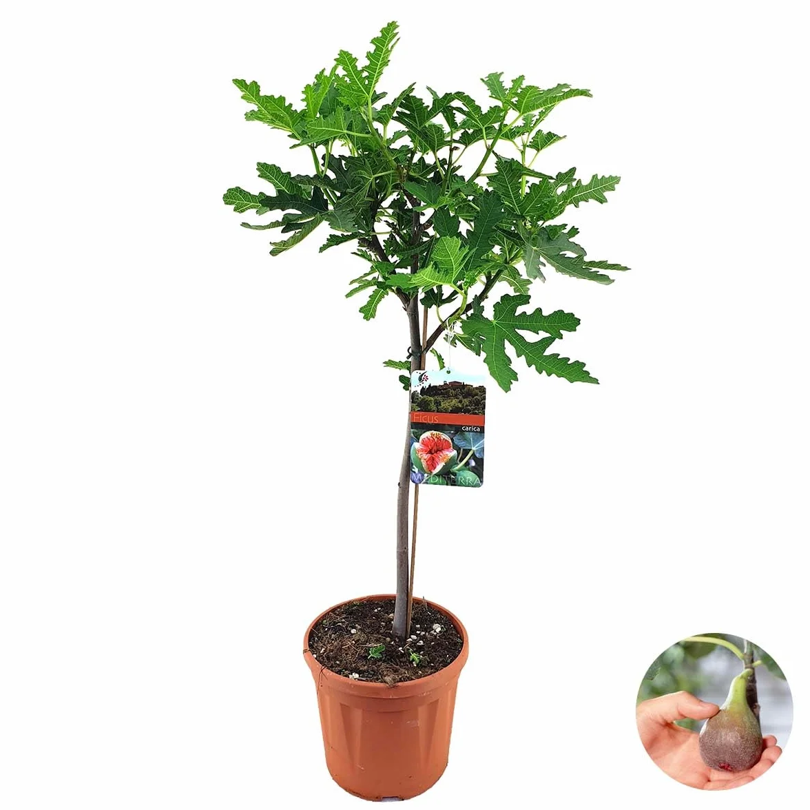 Bloomique Ficus Carica ‘Brown Turkey’ Figuier Arbre fruitier Rustique Hauteur 80-100 cm Pot 21 cm
