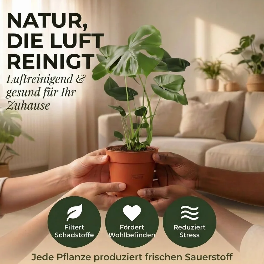 Lot de 3 purificateurs d'air Monstera, Spathiphyllum, Dracaena Ø 40-70 cm