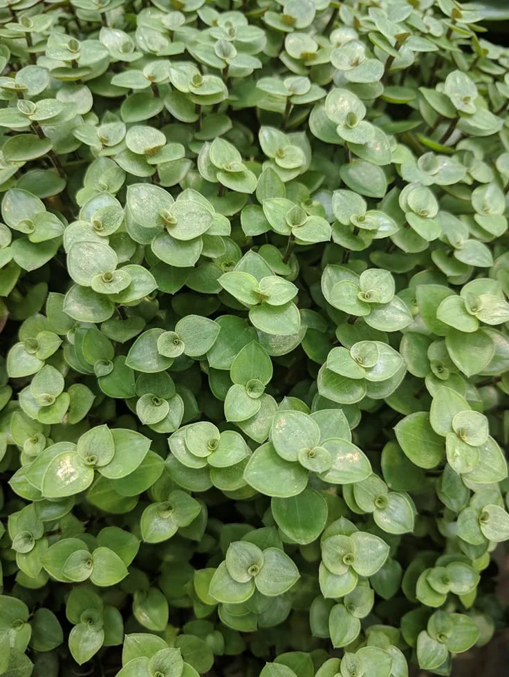 Bloomique Callisia repens Plante tortue d'intérieur 10-20 cm Pot 12 cm