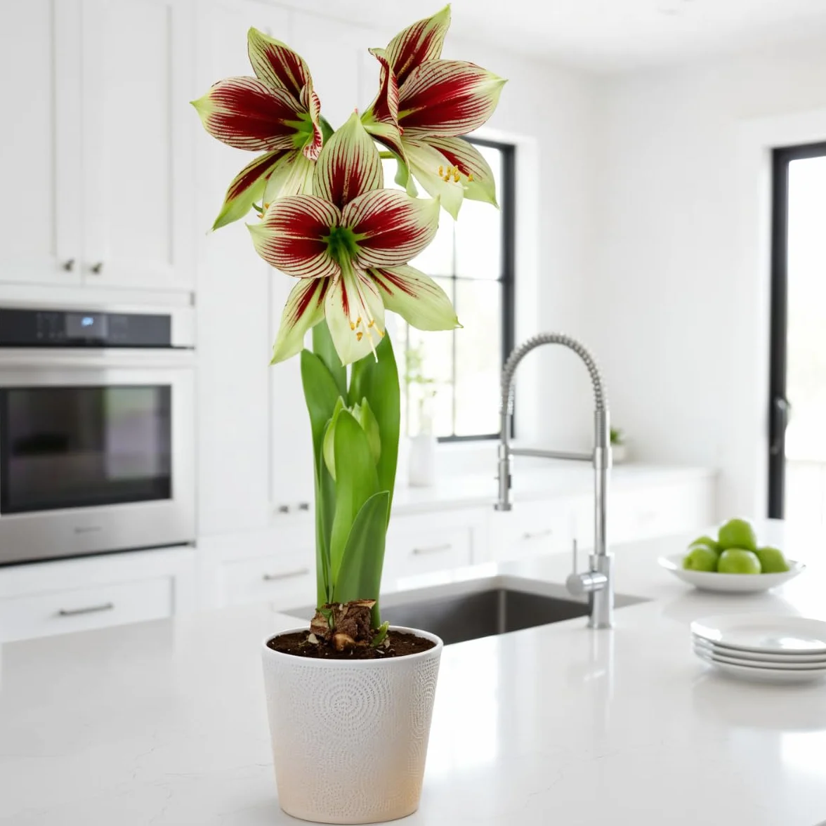 Amaryllis Bulbe Papilio 1 pièce - Bulbes à fleurs grand format 20/22 - Hippeastrum