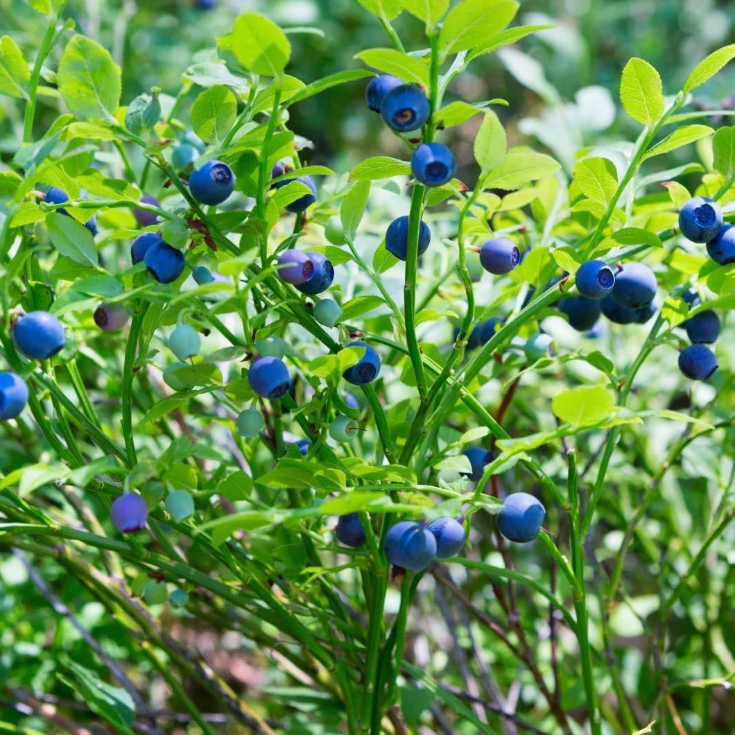 Myrtilles bio 6 plantes de myrtilles fruitières pour jardin rustiques