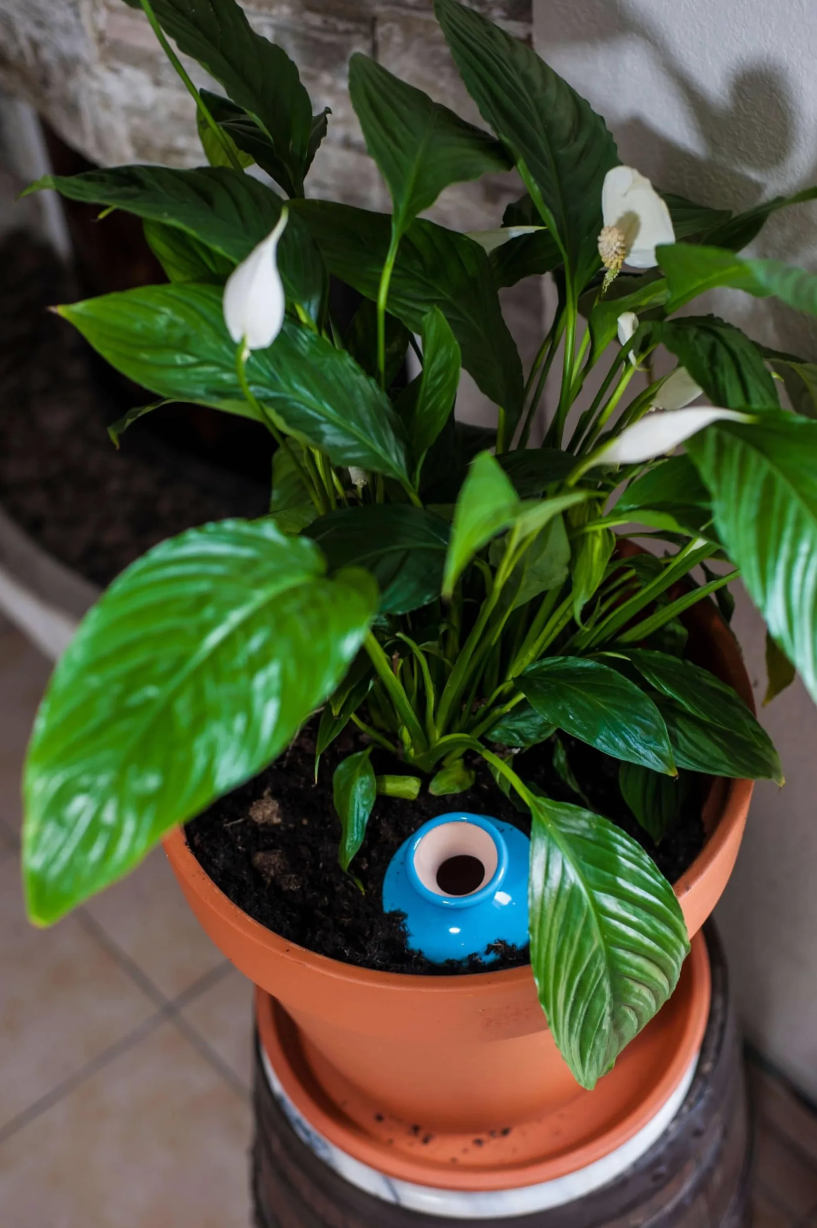 3 oyas à enterrer de 500 ml en couleur avec leur couvercle - ollas pour arroser tous type de plante d'intérieur et extérieur (Bleu)