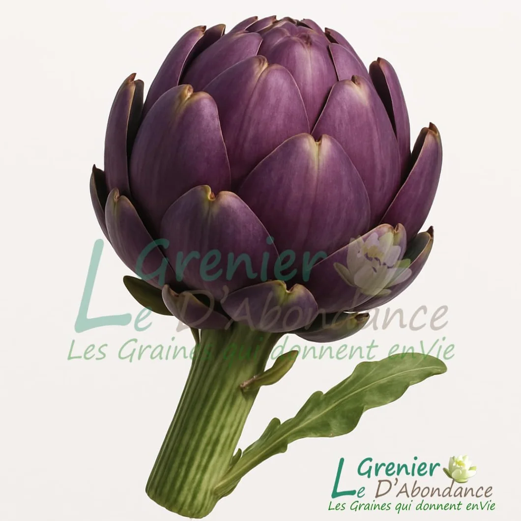 Le Grenier d'Abondance ARTICHAUT Violet de Provence Cynara scolymus 10 graines