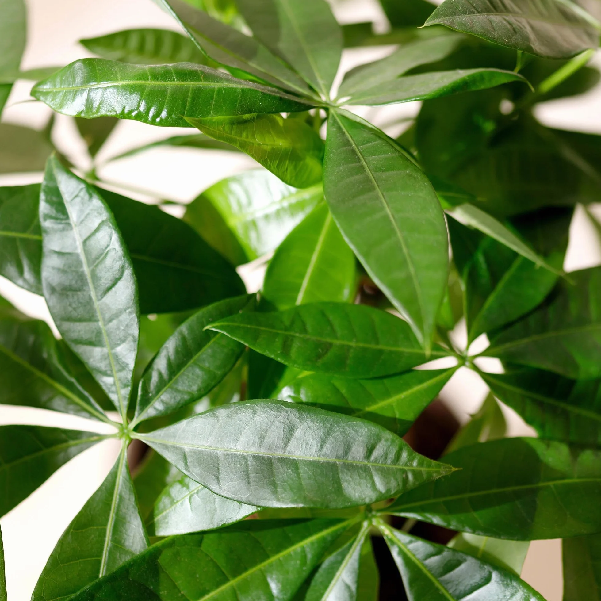 Pachira Aquatica tige tressée Arbre à monnaie Plante d'intérieur Pot 17cm 60-70cm Vert