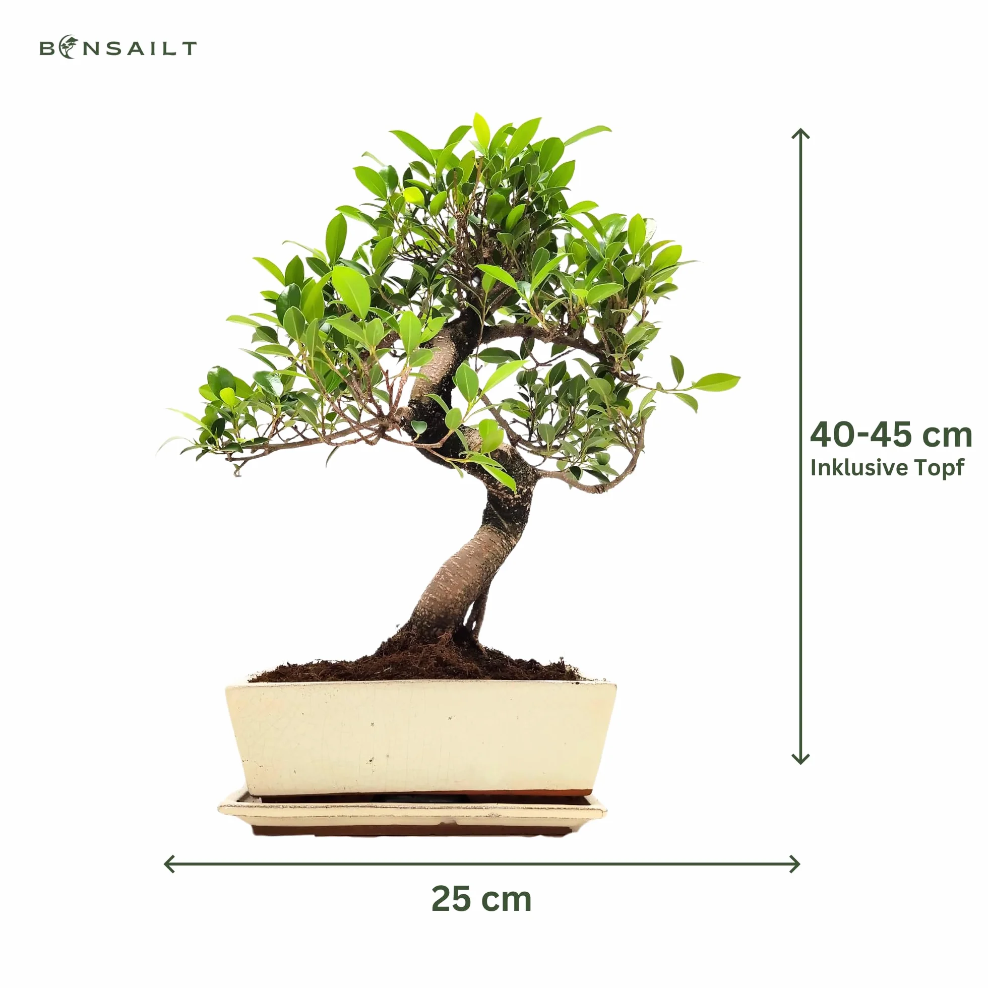 Bonsaï Ficus en pot céramique 45-50 cm plante intérieur cadeau
