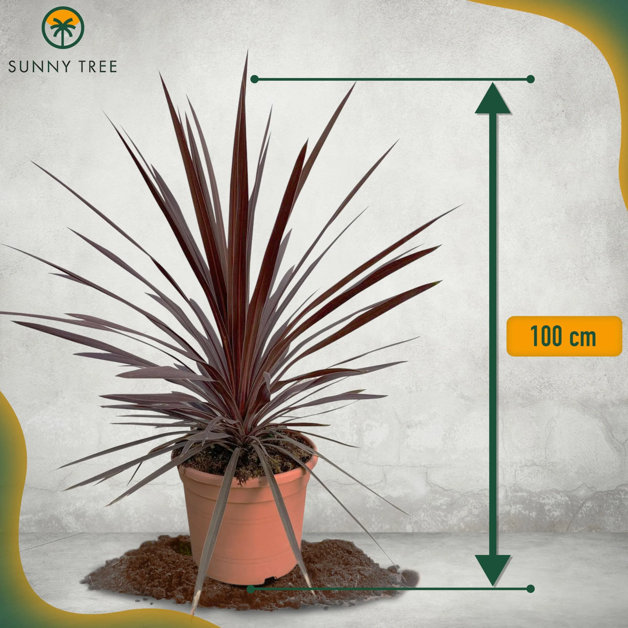 Cordyline australis Red Star Lys géant 100 cm pot 10 l plante de jardin rustique intérieur extérieur