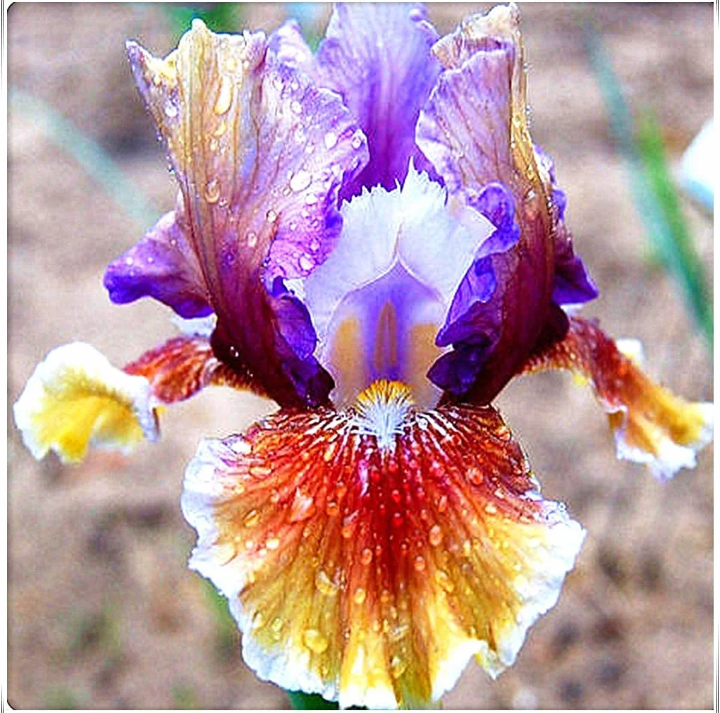 Iris Roots Bulbi Ornamentali Fiori Elegante Splendida Magia Bouquet Giardino Pianta 8 Lampadine