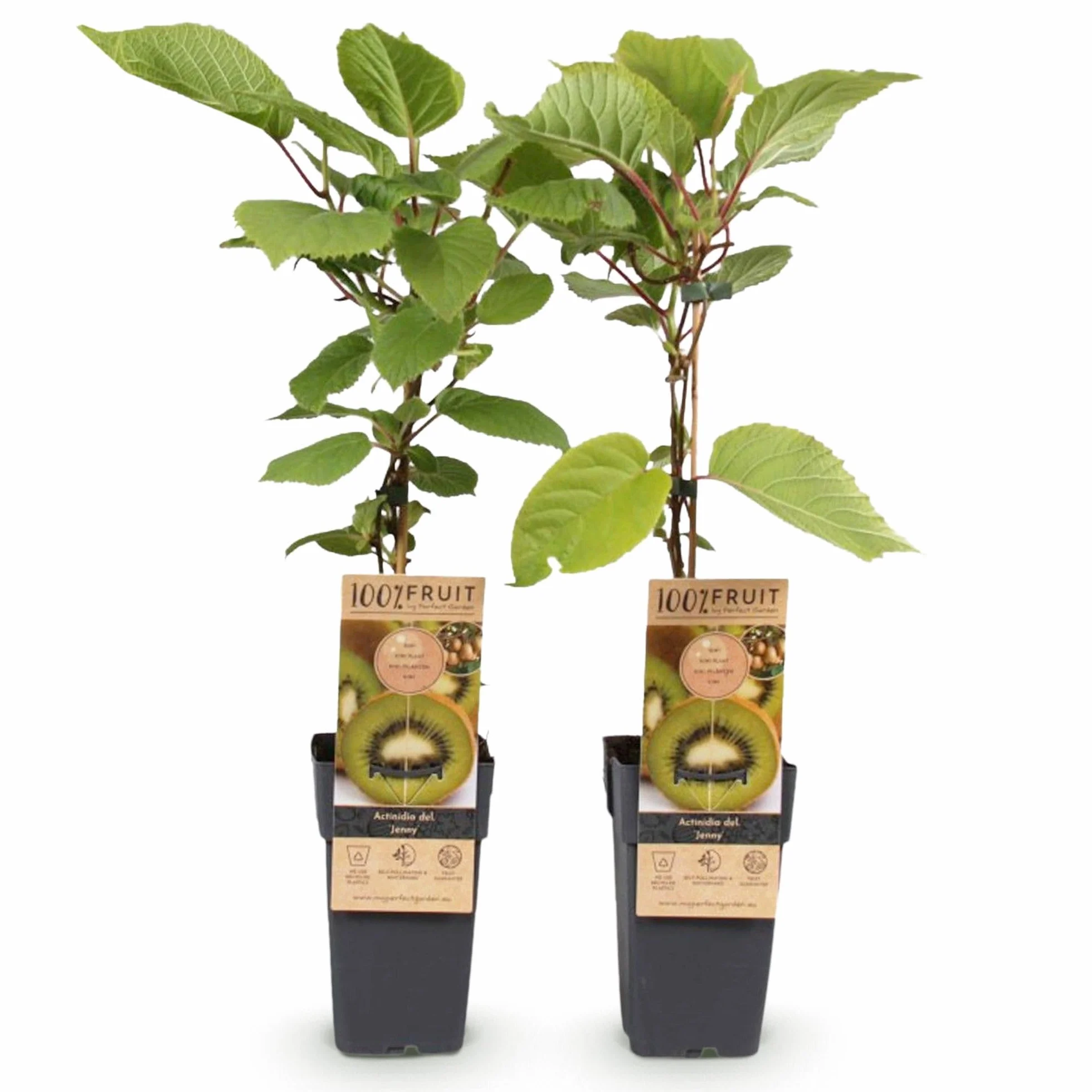 Actinidia deliciosa Jenny Kiwiplant Autofertile 2 Plantes Pot 15cm Hauteur 50cm