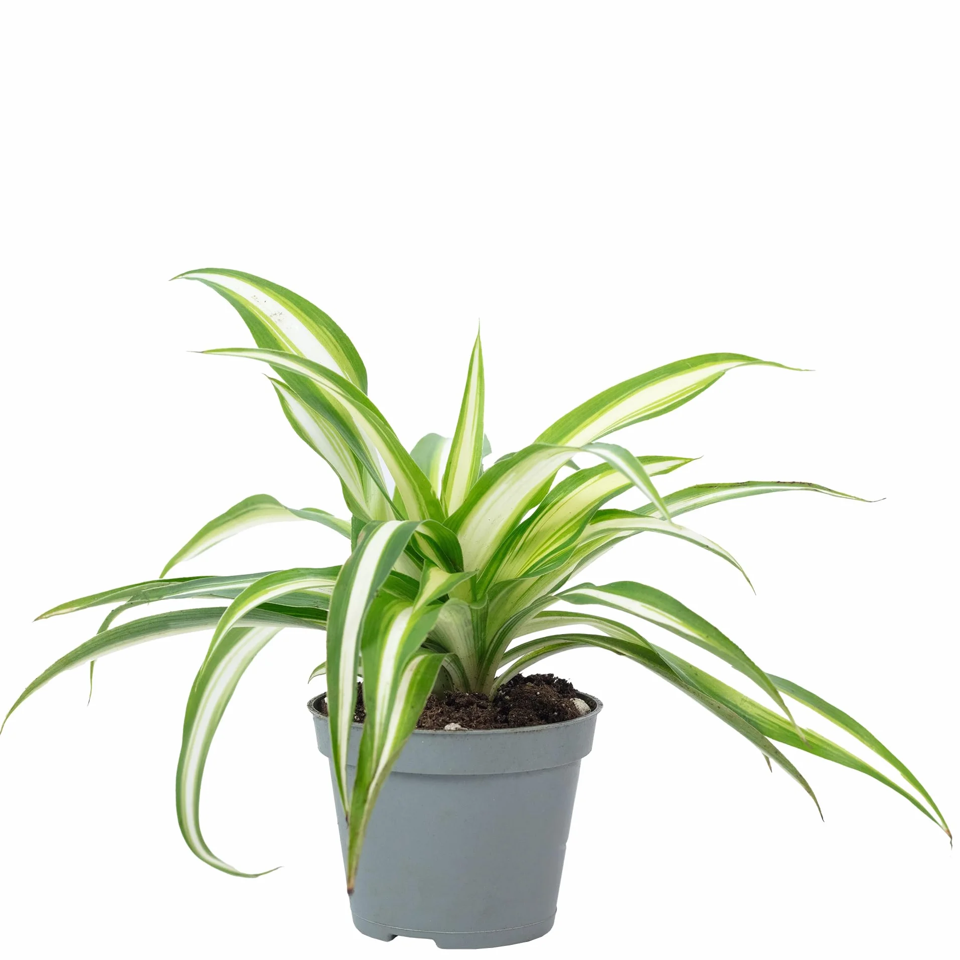 Chlorophytum Comosum Variegata Plante d'intérieur Hauteur 15 cm Pot 6 cm