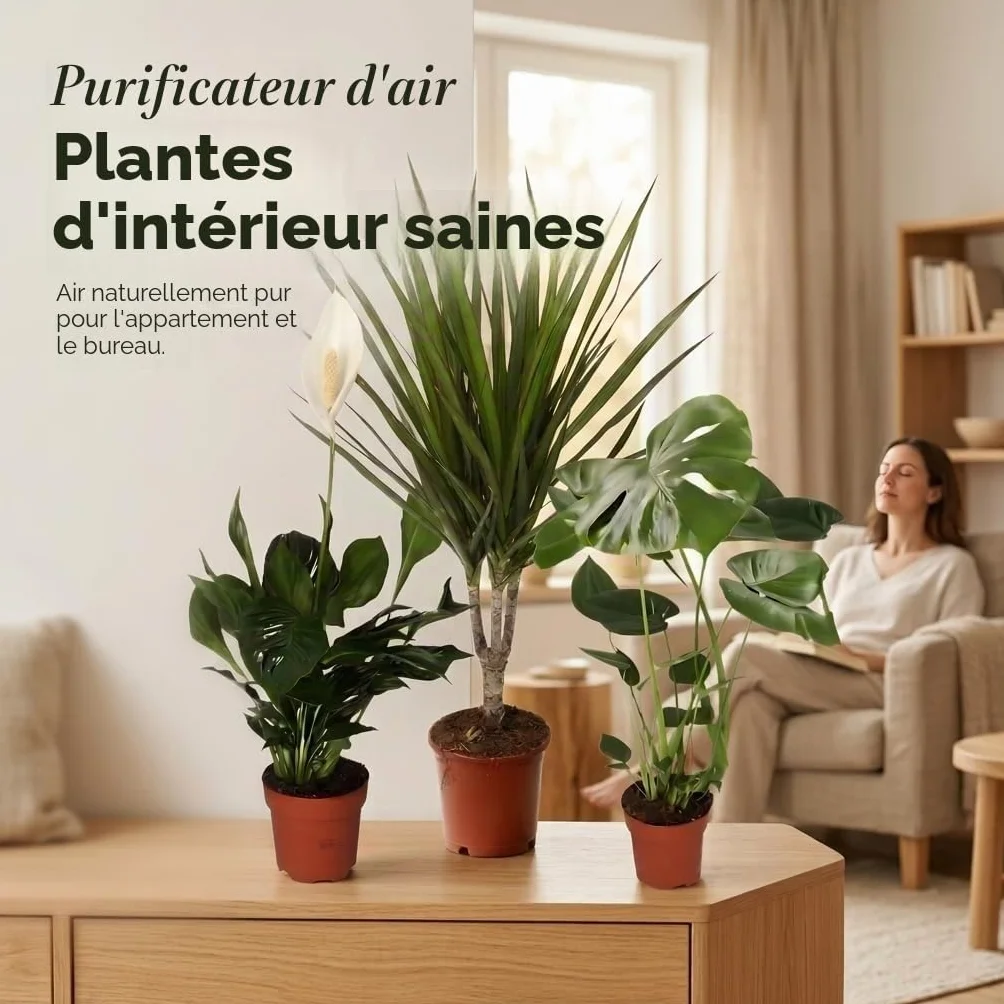 Lot de 3 purificateurs d'air Monstera, Spathiphyllum, Dracaena Ø 40-70 cm