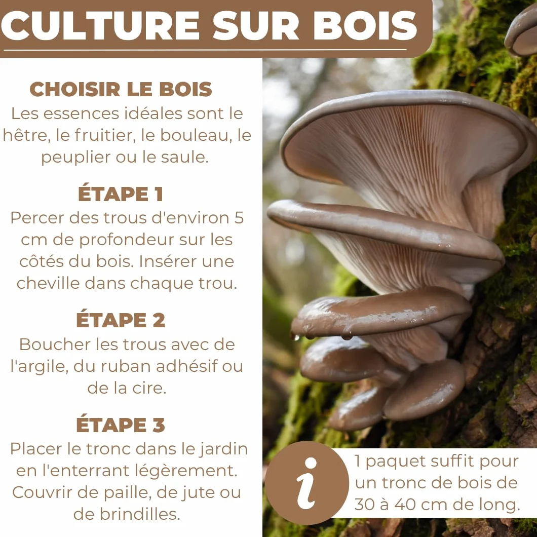 Hawlik Pilzbrut - Cheville Pleurotes en huître pour cultiver soi-même - 20 cheville avec mycélium de champignon