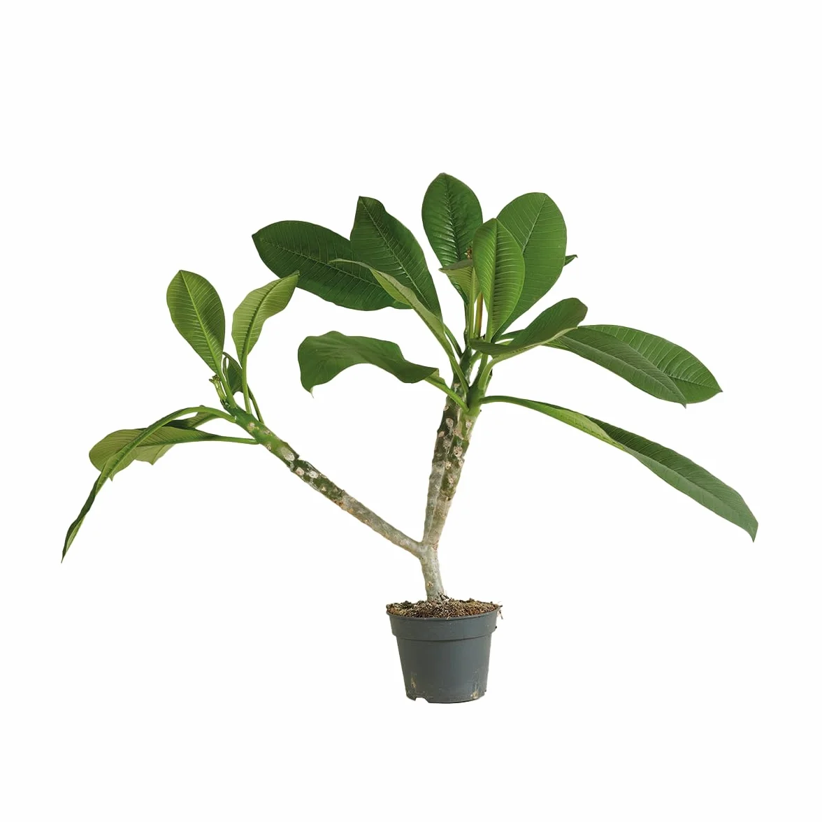 Bloomique Plumeria Frangipanier Arbre du Temple Plantes d'intérieur fleuries parfumées Hauteur 60-70 cm Pot 17 cm