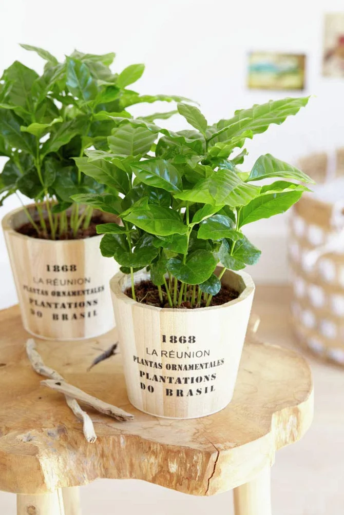 Bloomique Coffea Arabica Caféier Plante d’intérieur Hauteur 20-30 cm Pot 12 cm Lot de 2