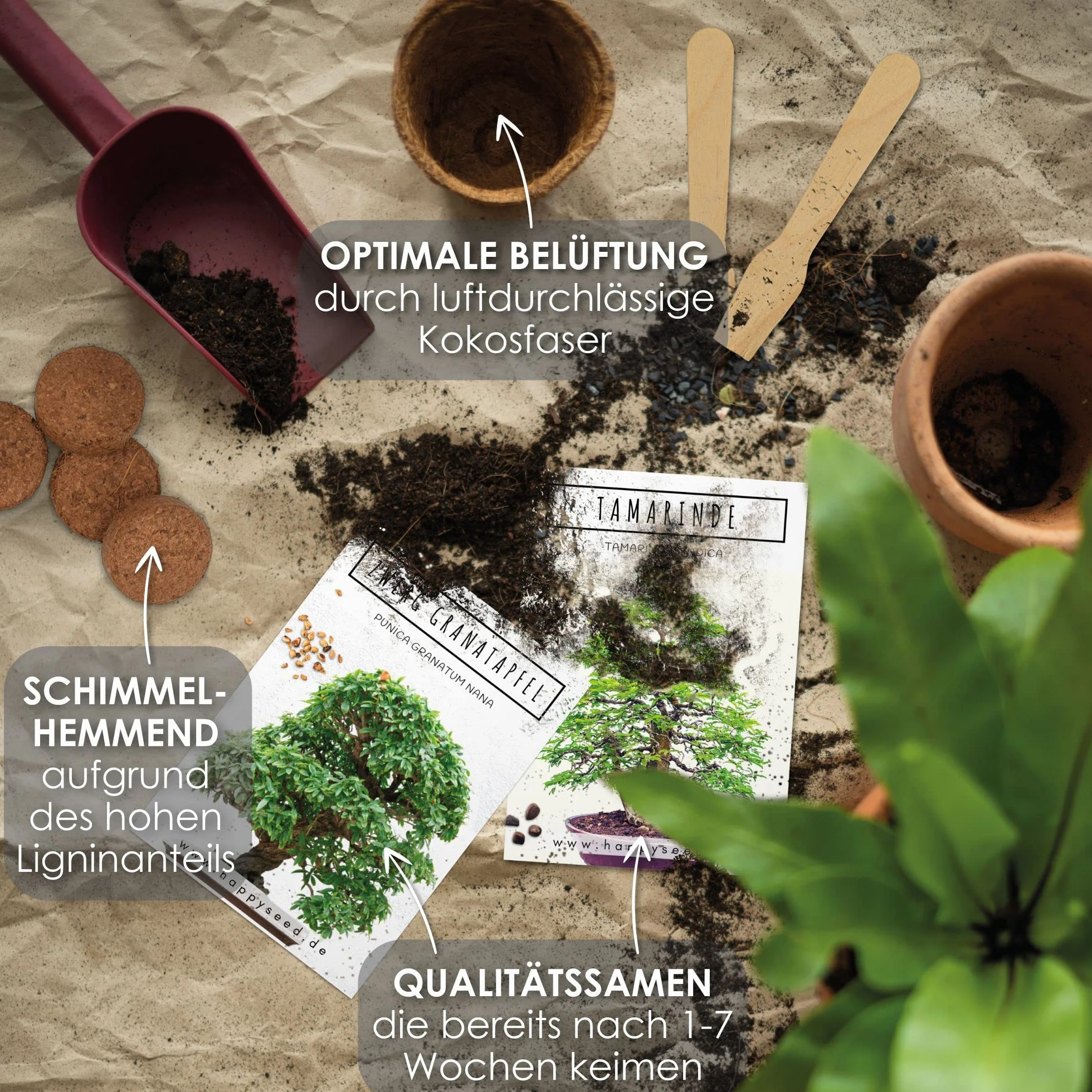Bonsai Starter Kit - Bonzai set avec pots de noix de coco, graines et terre - Grenadier Nain + Tamarin